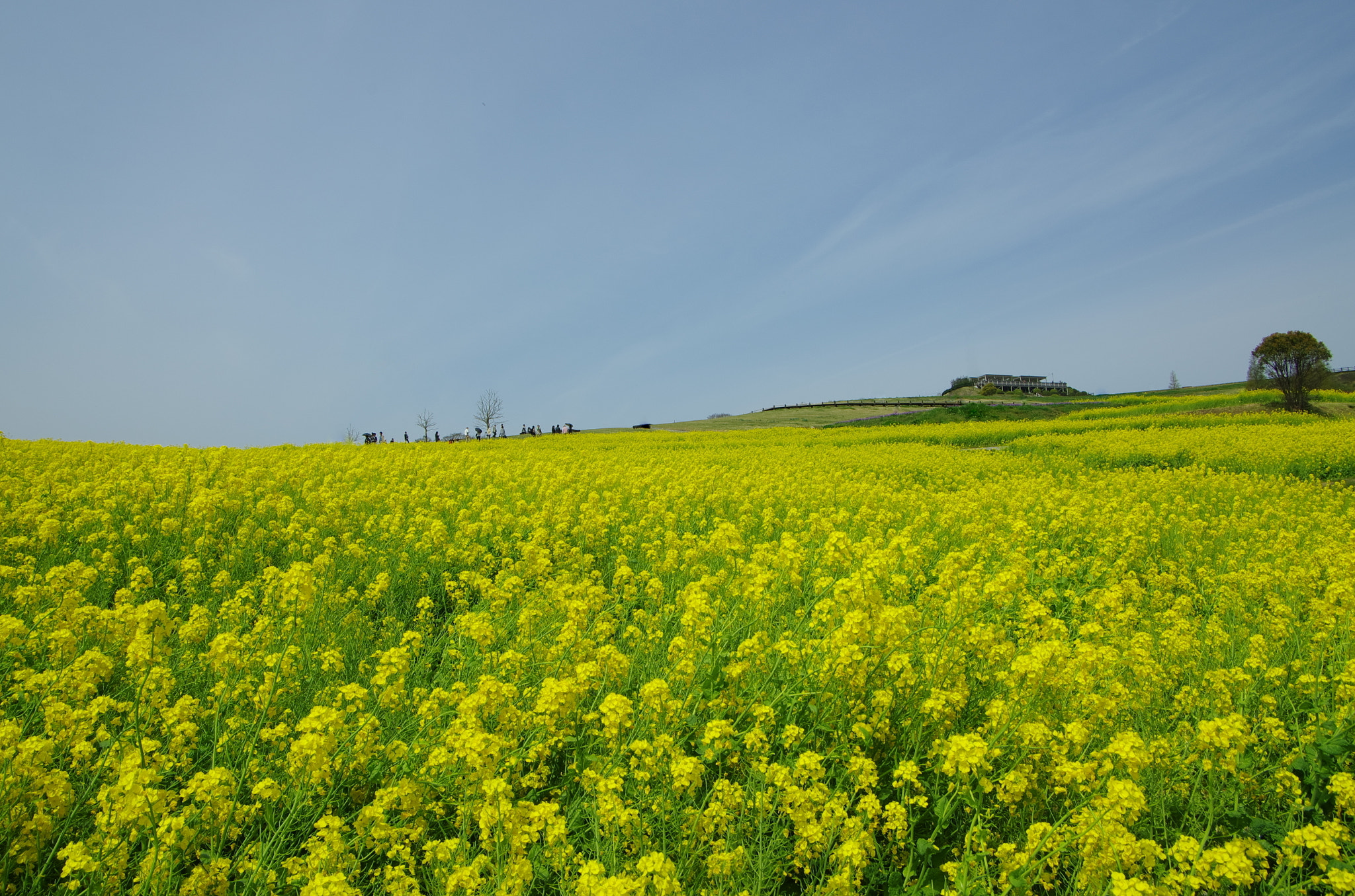 Pentax smc DA 16-45mm F4 ED AL sample photo. Yellow field photography