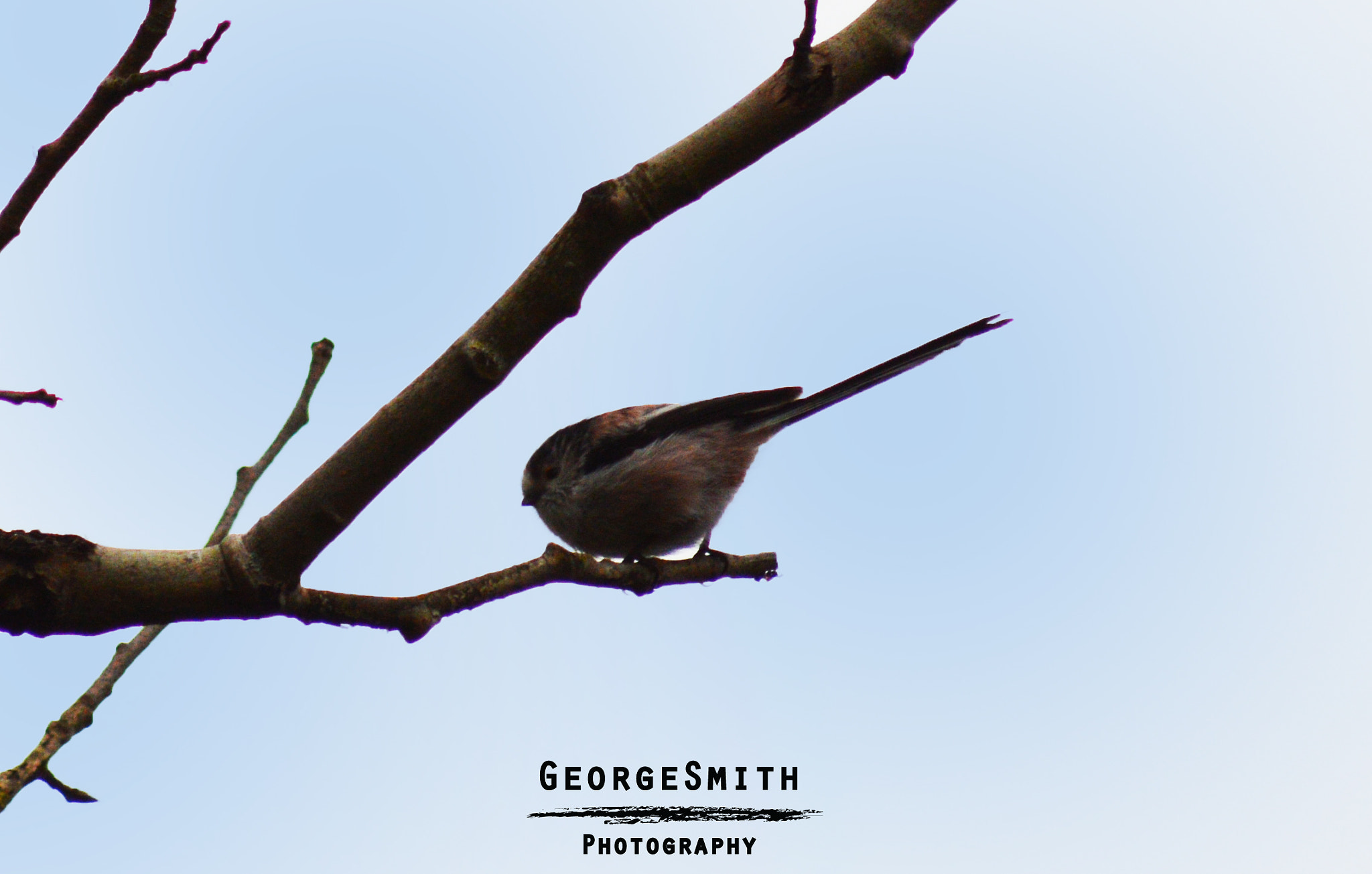 Nikon AF-Nikkor 80-200mm F2.8D ED sample photo. Long tailed tit photography