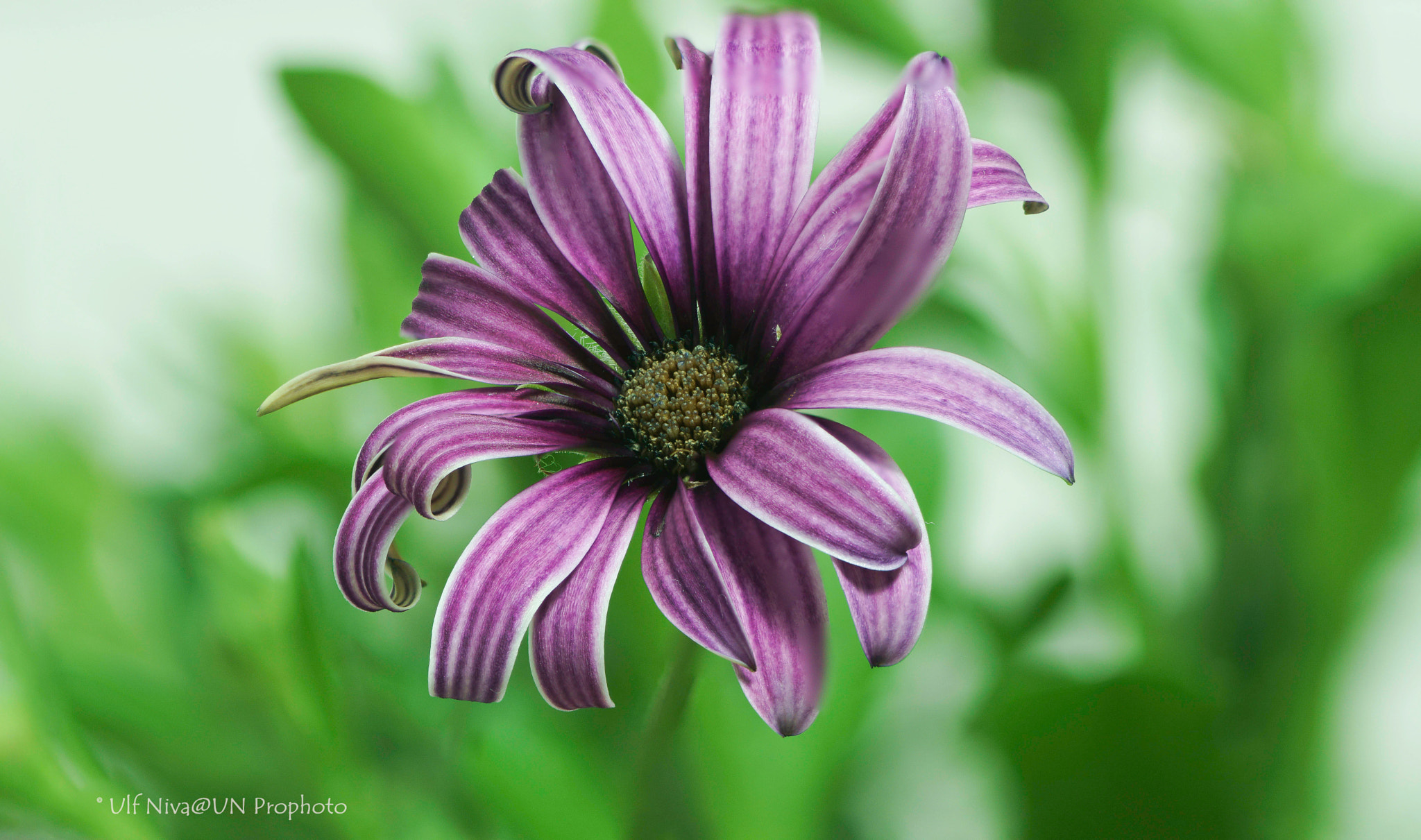 Sony ILCA-77M2 + 90mm F2.8 Macro SSM sample photo. Stjärnoga photography