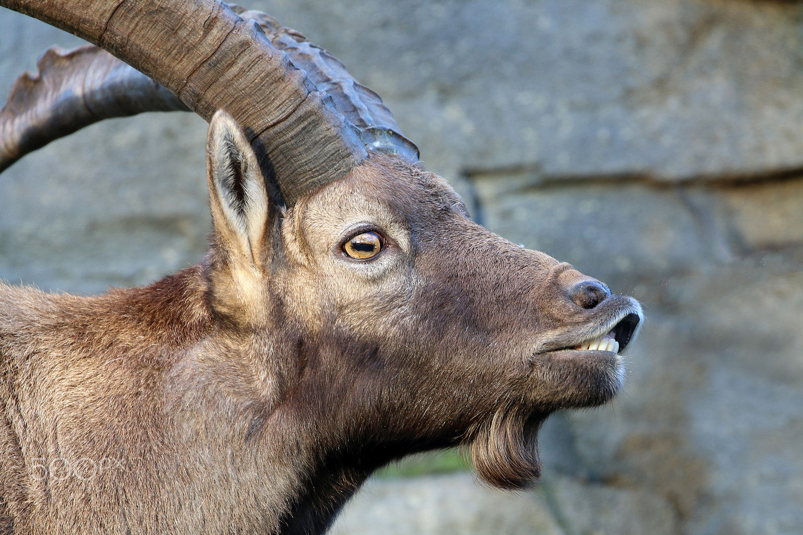 Canon EF 100-400mm F4.5-5.6L IS II USM sample photo. Alpine ibex photography