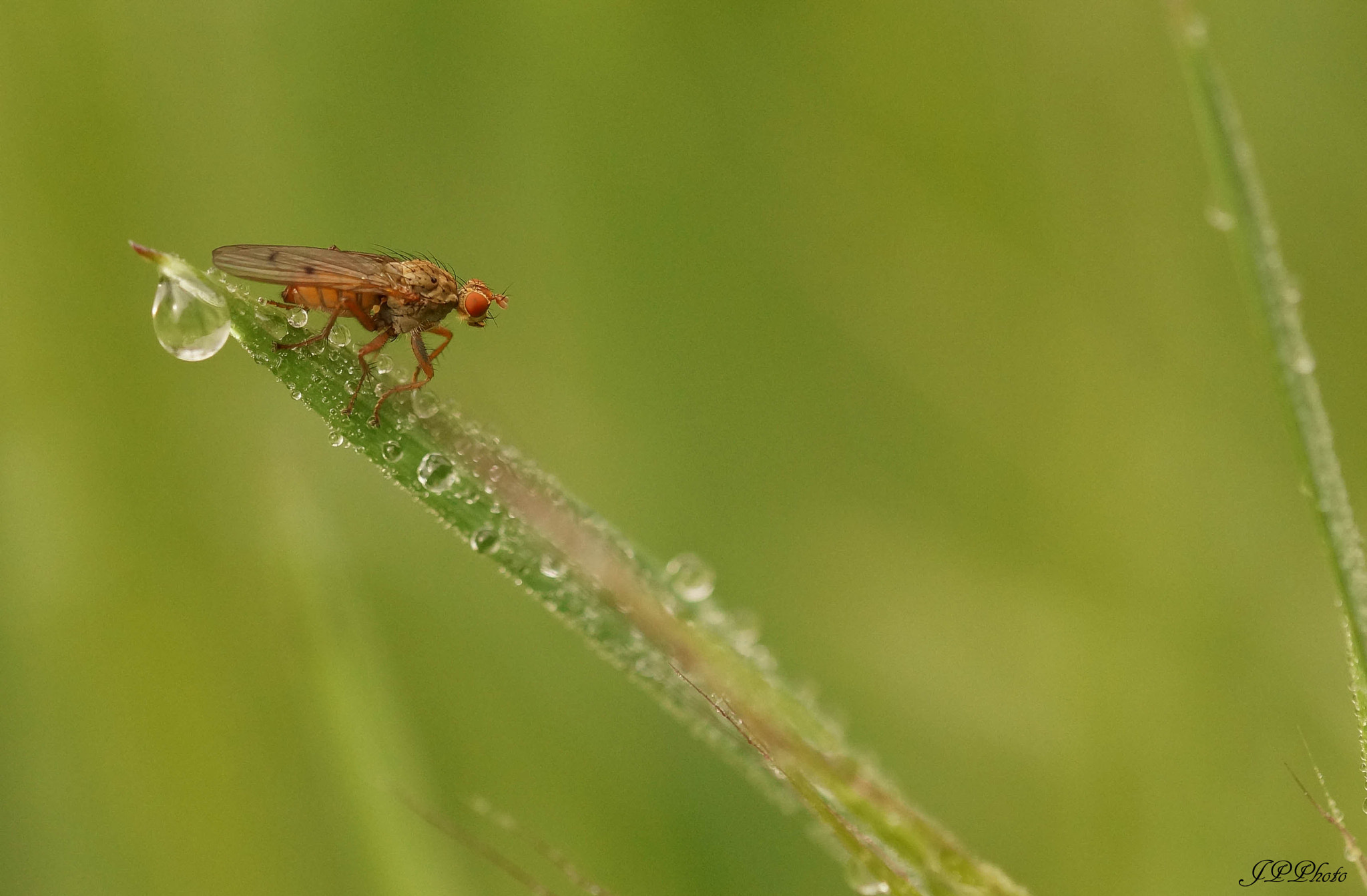 Sony SLT-A57 + 105mm F2.8 sample photo. Mouche photography