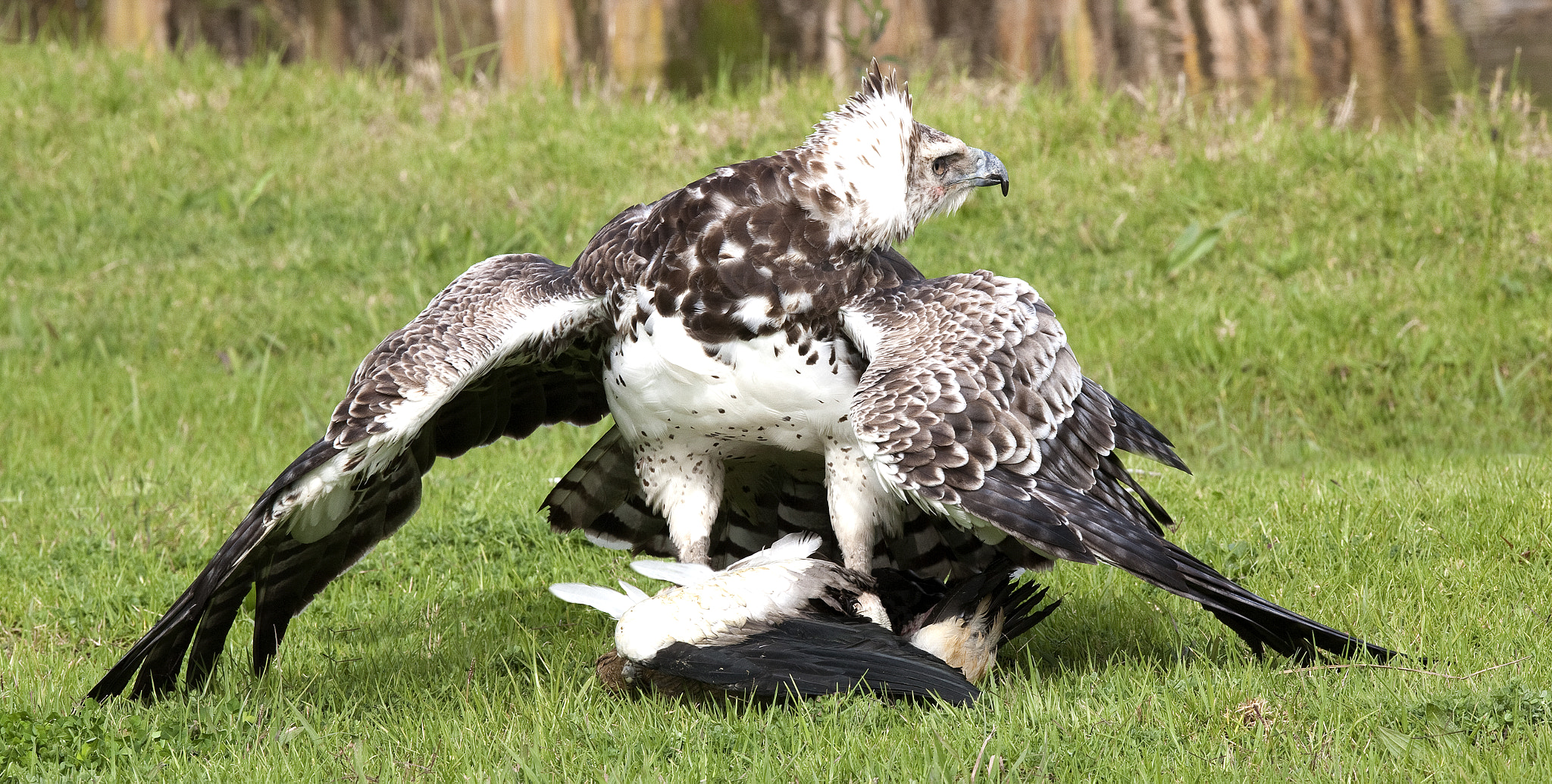 Canon EOS 5D + Canon EF 300mm F2.8L IS USM sample photo. Manteling photography