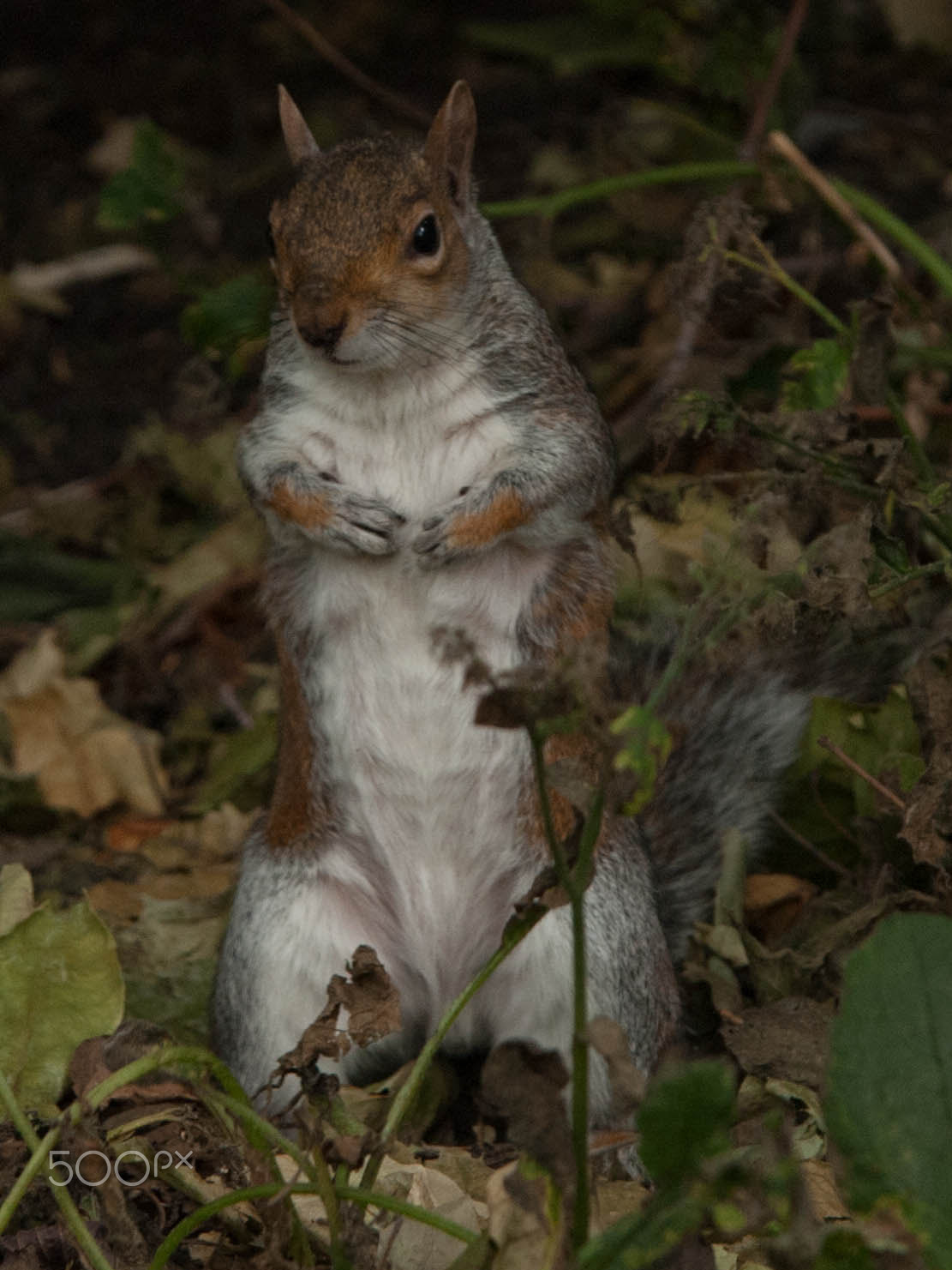 Sigma 70-200mm F2.8 EX DG OS HSM sample photo. Squirrel photography