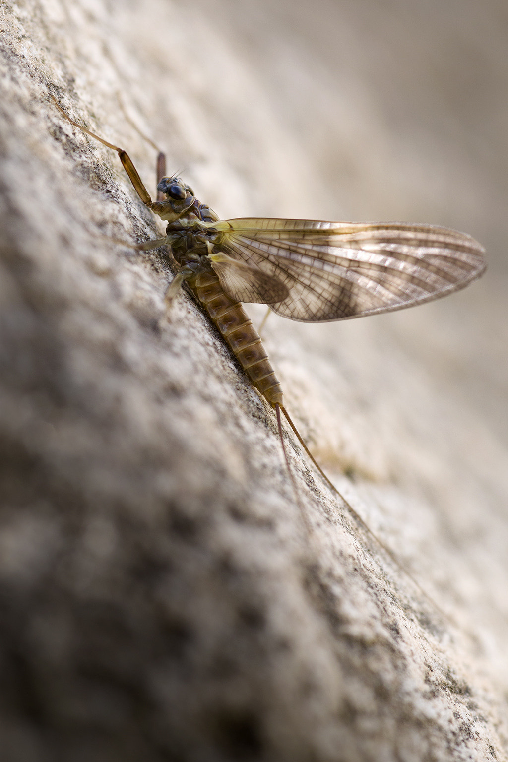 Canon EOS 70D + Sigma 105mm F2.8 EX DG Macro sample photo. Ephemera photography