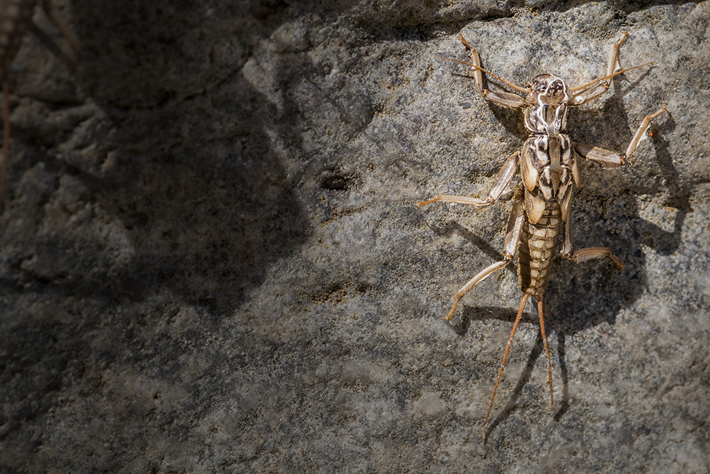 Canon EOS 70D + Sigma 105mm F2.8 EX DG Macro sample photo. Perla skeleton photography