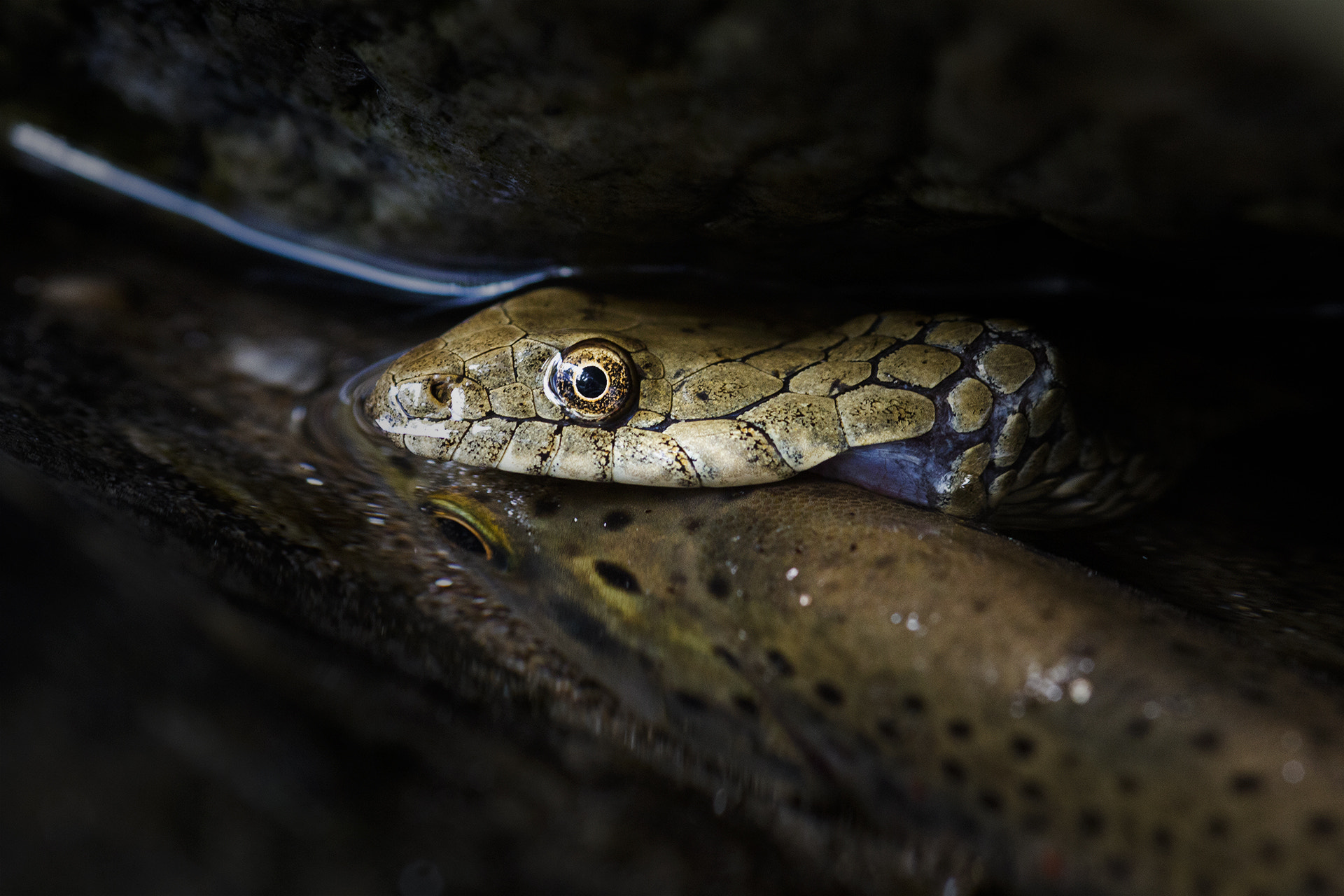 Canon EOS 70D + Sigma 105mm F2.8 EX DG Macro sample photo. The queen death photography