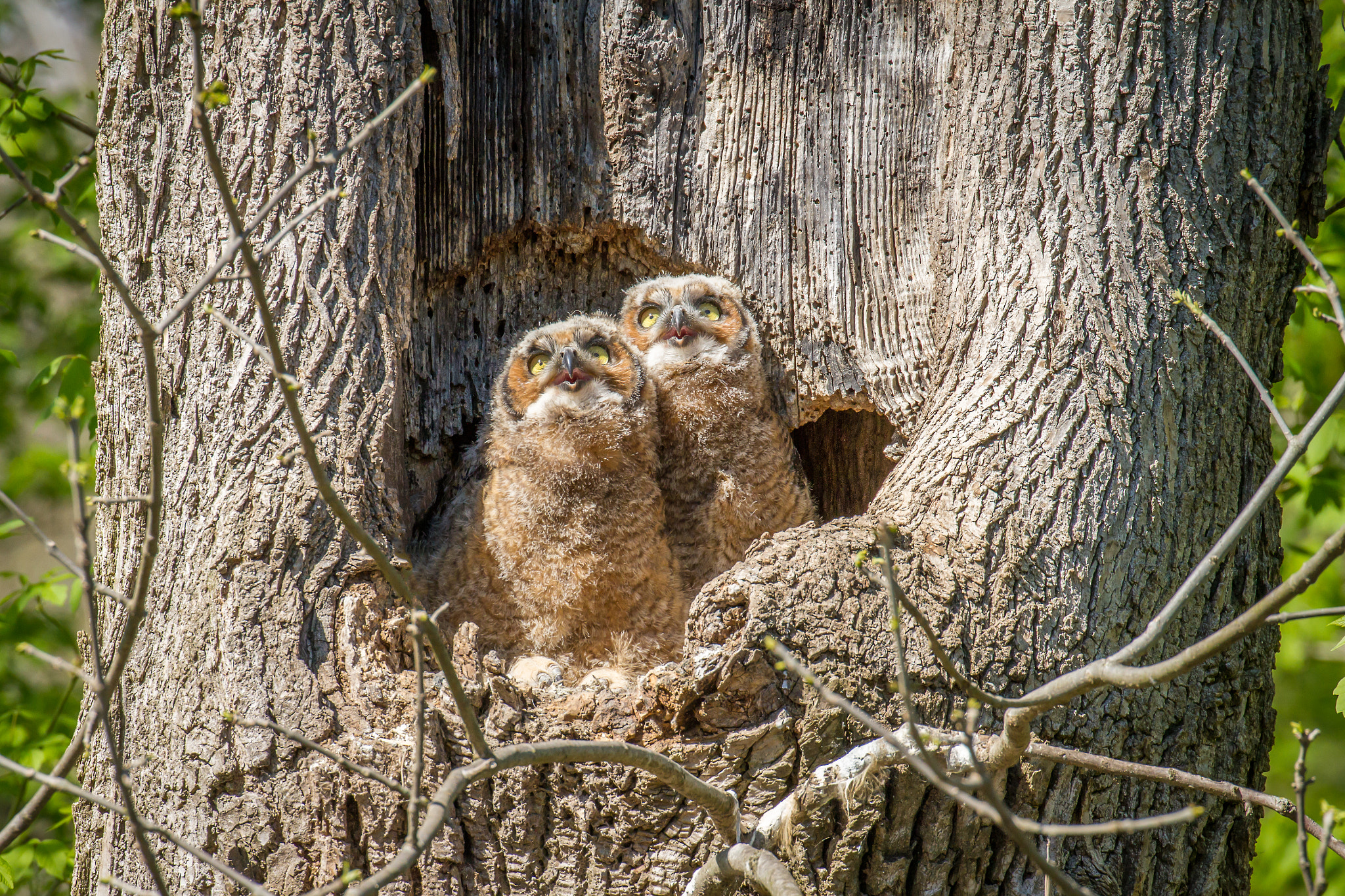 Canon EOS 7D + Canon EF 100-400mm F4.5-5.6L IS II USM sample photo. Owlets see their first airplane photography