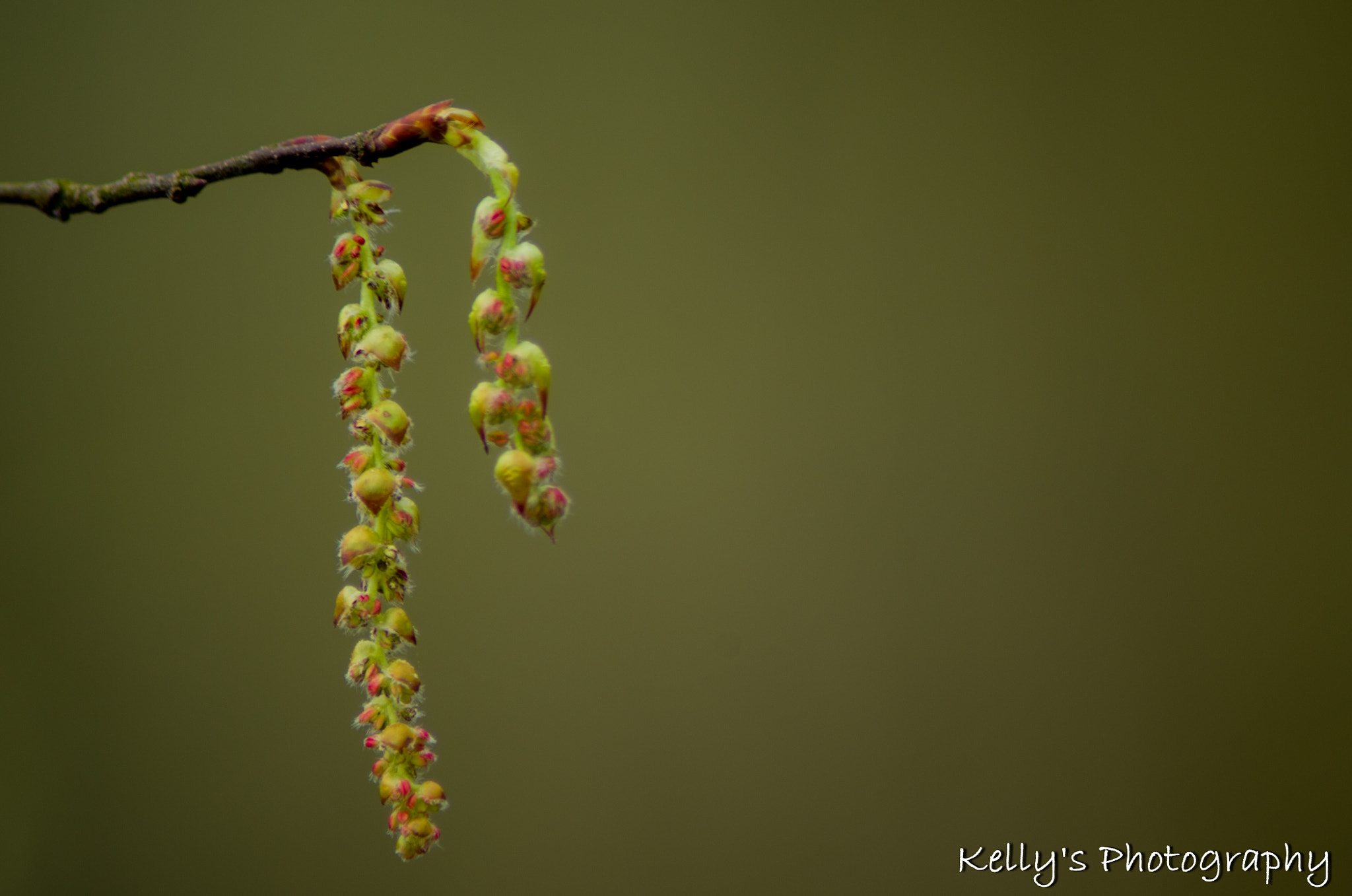 Tamron AF 70-300mm F4-5.6 Di LD Macro sample photo. Catkins photography