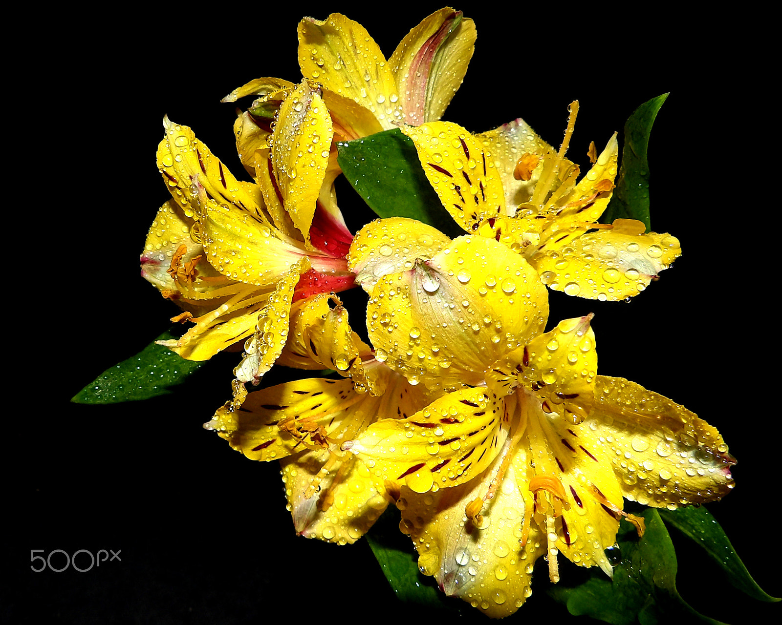 Kodak PIXPRO AZ521 sample photo. Yellow glow photography