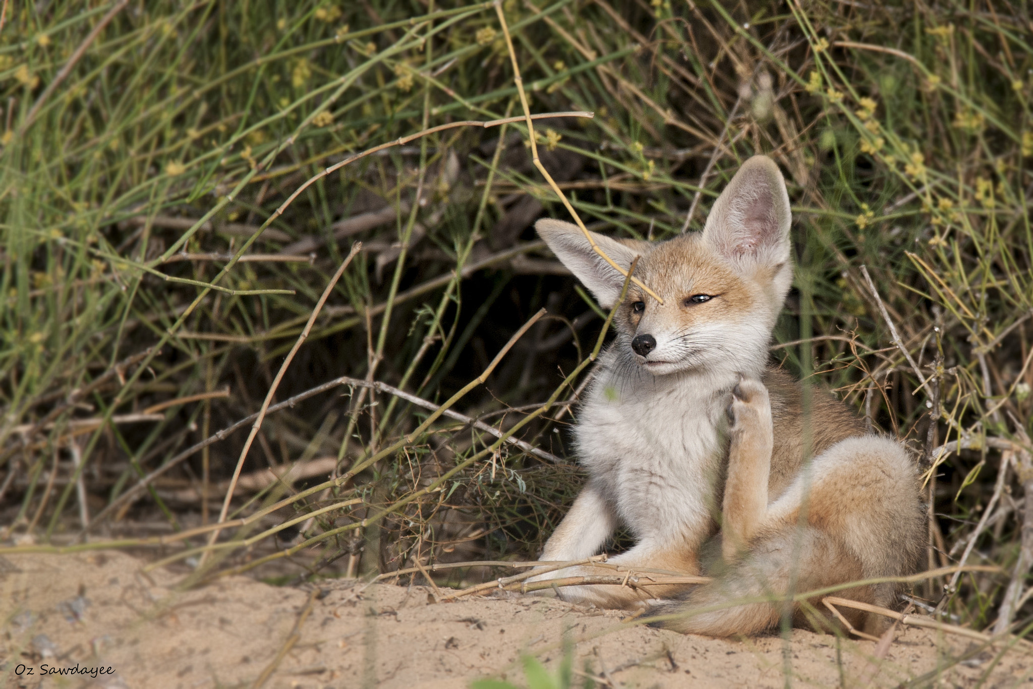 Nikon D300S sample photo. Foxy photography