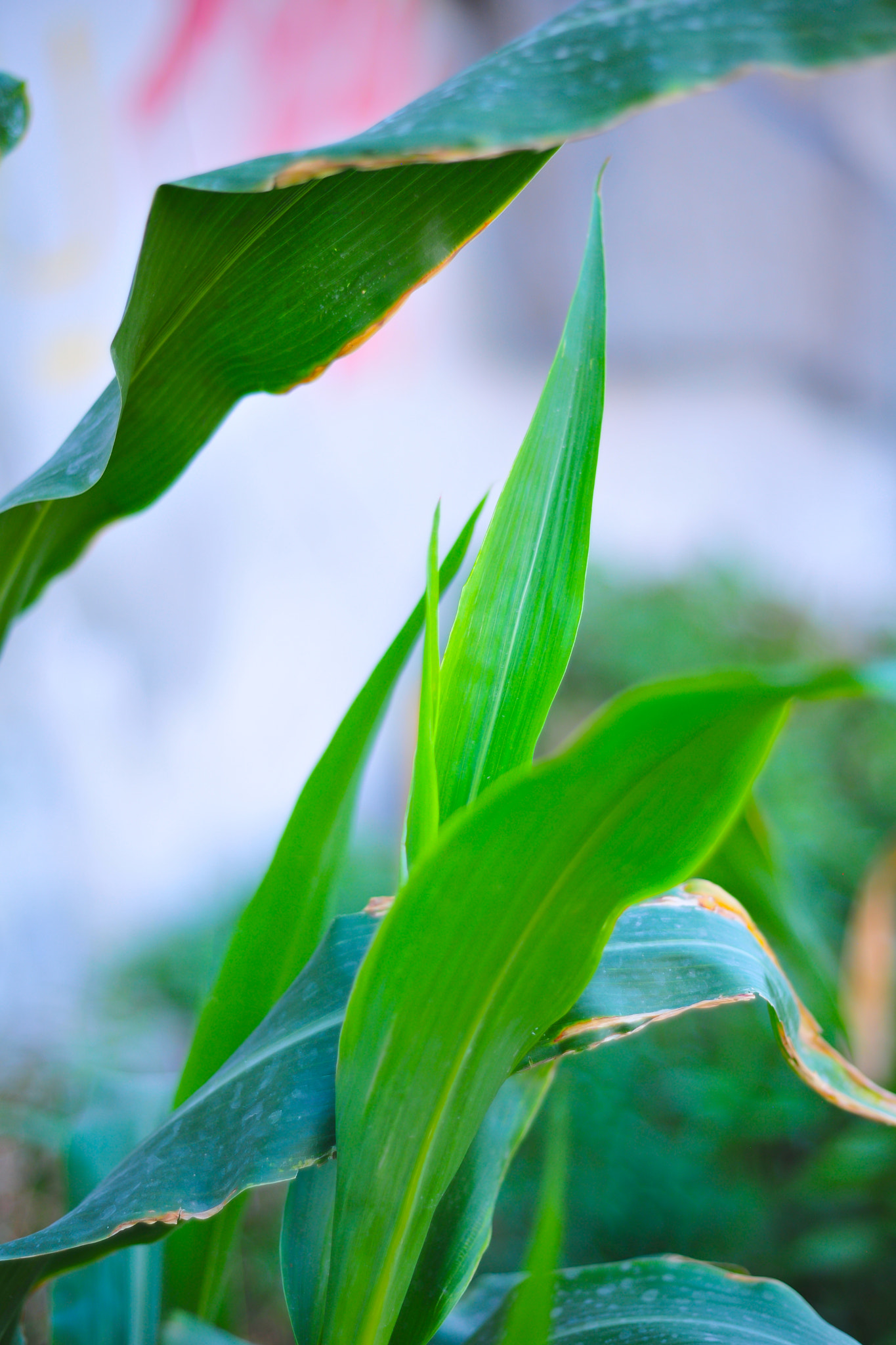 Nikon D3X + AF Nikkor 50mm f/1.8 sample photo. Earth product 1 photography