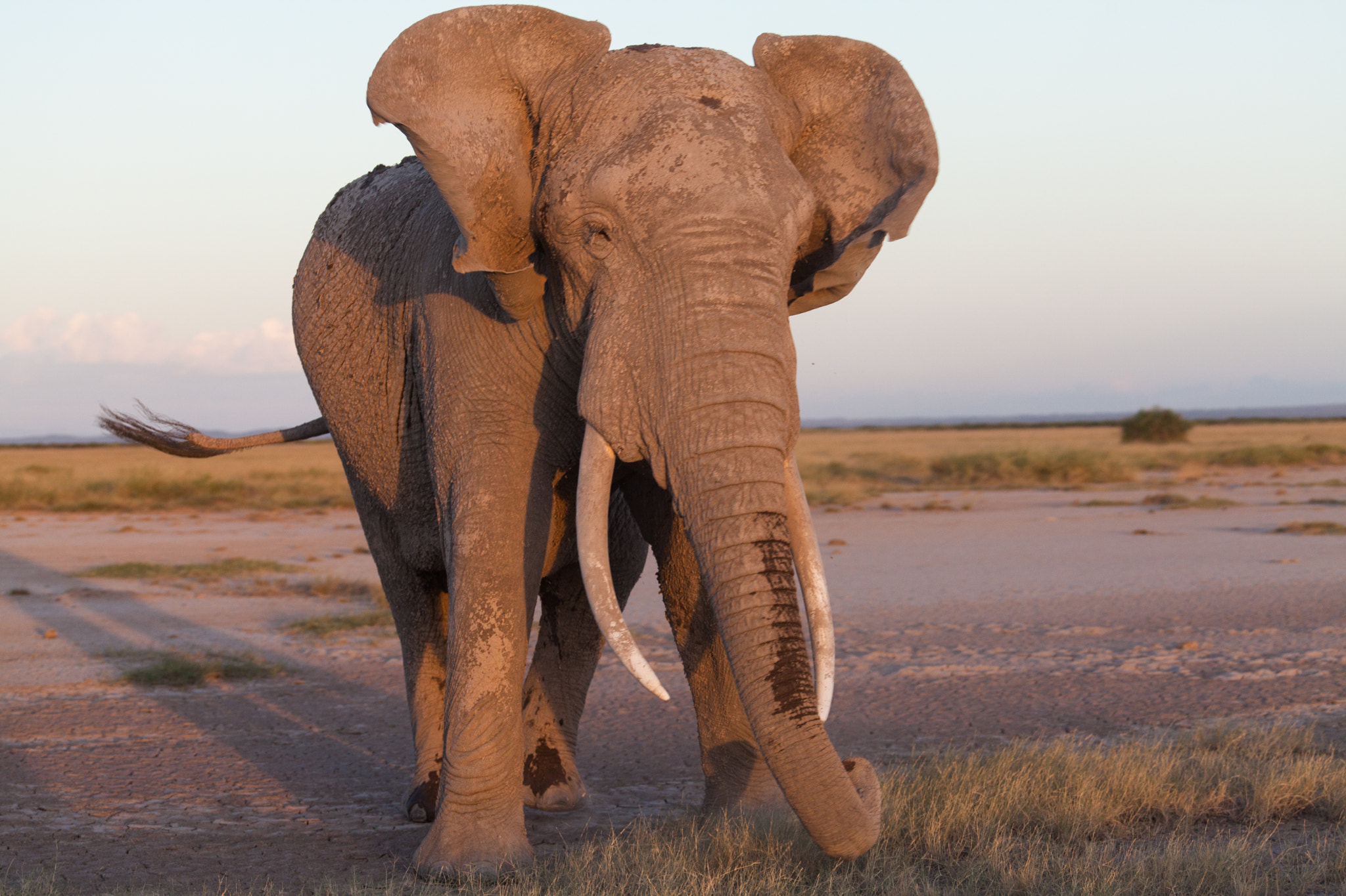 Canon EF 70-200mm F4L USM sample photo. Elephant photography