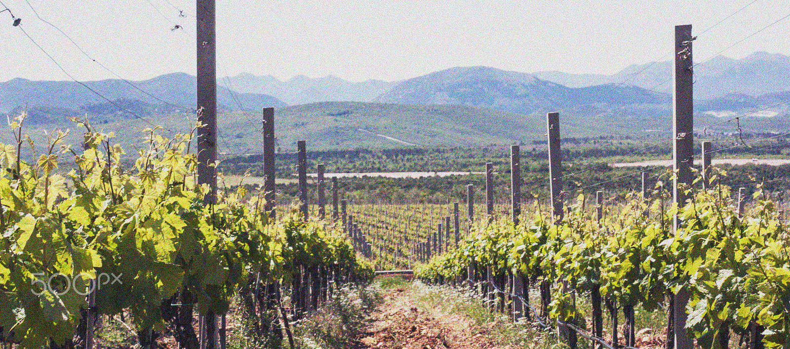 Canon EF 50mm F1.4 USM sample photo. Vineyards photography