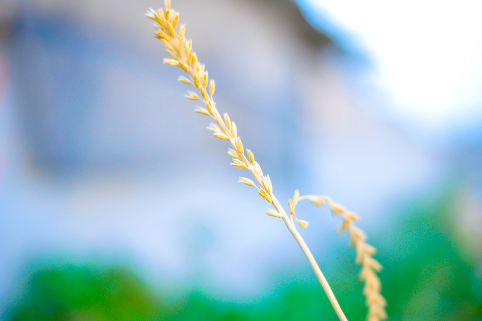 Nikon D3X + AF Nikkor 50mm f/1.8 sample photo. Earth product4 green and fresh air photography