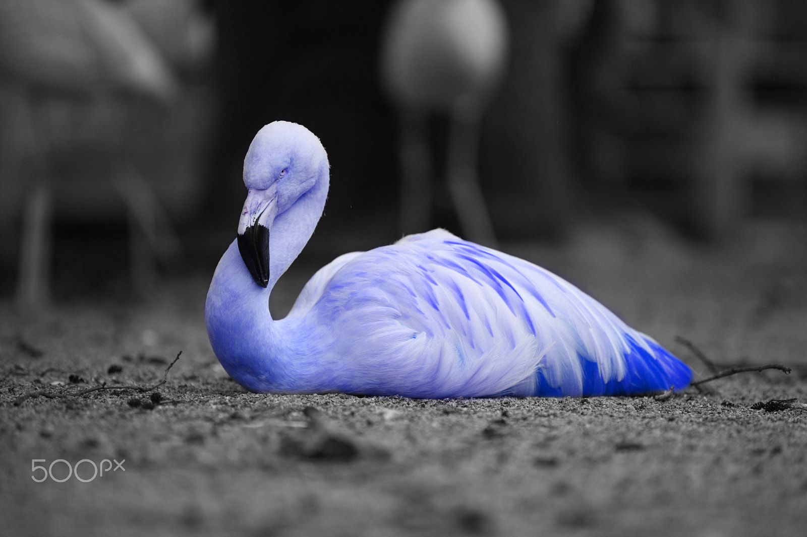 Canon EOS-1Ds Mark III sample photo. Blue flamingo photography