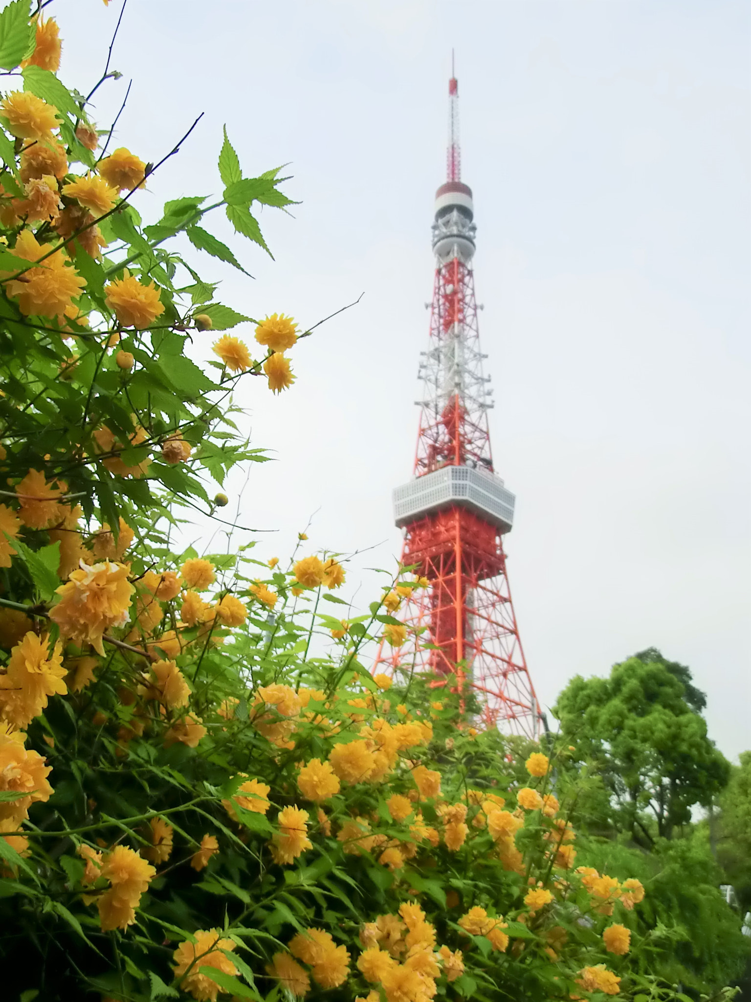 CASIO EX-H30 sample photo. Tokyo tower photography