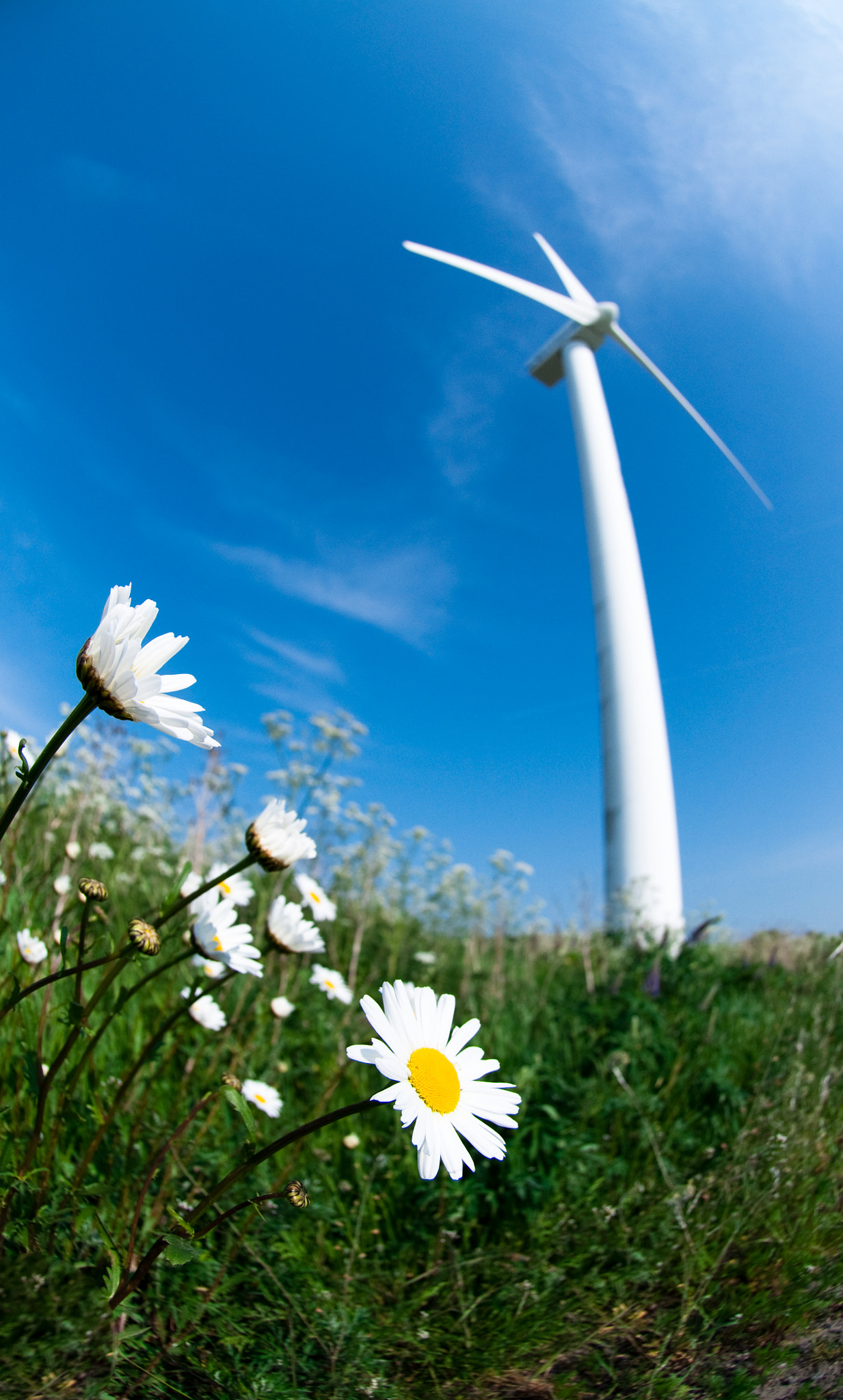 Nikon AF DX Fisheye-Nikkor 10.5mm F2.8G ED sample photo. Flower power photography