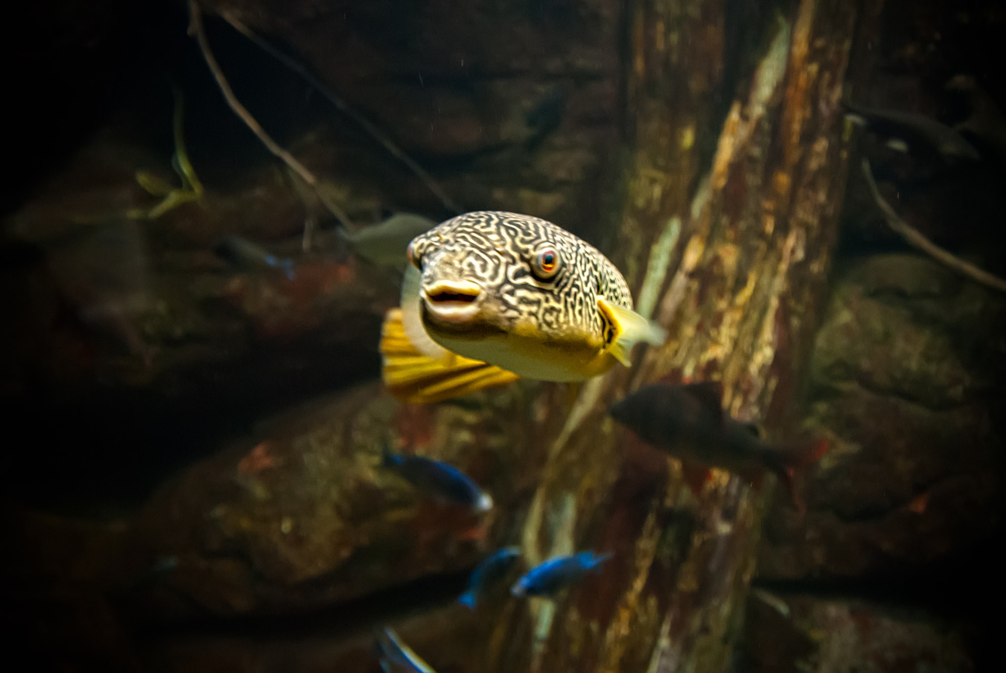 Sigma 17-50mm F2.8 EX DC OS HSM sample photo. Acuario photography