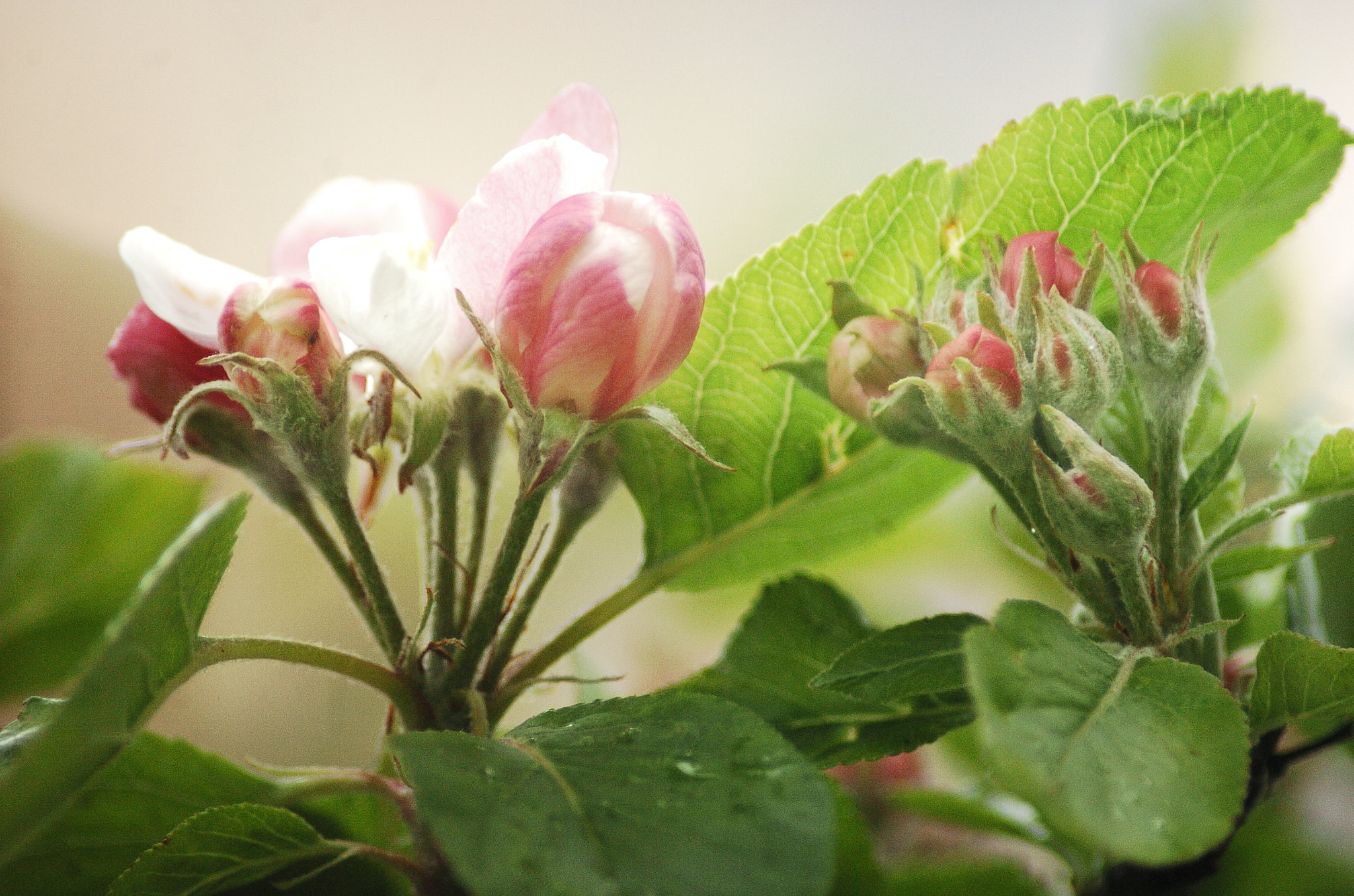 Nikon D2H sample photo. Apple team photography