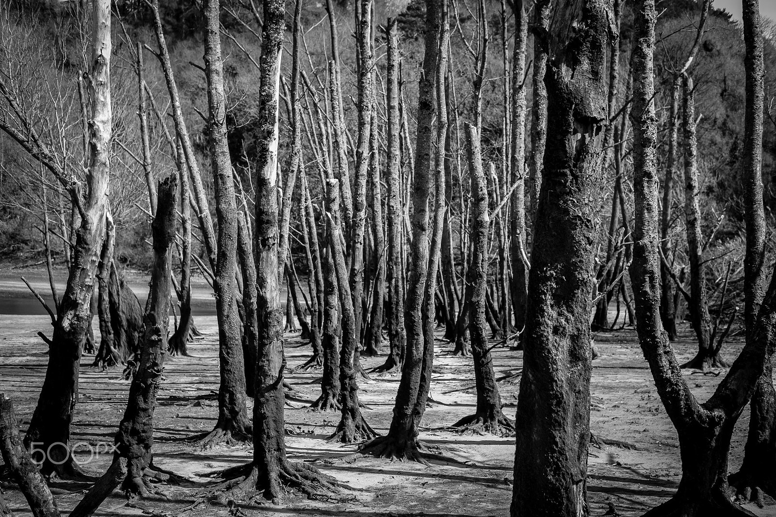 Fujifilm X-E1 + Fujifilm XF 35mm F2 R WR sample photo. Dead forest photography