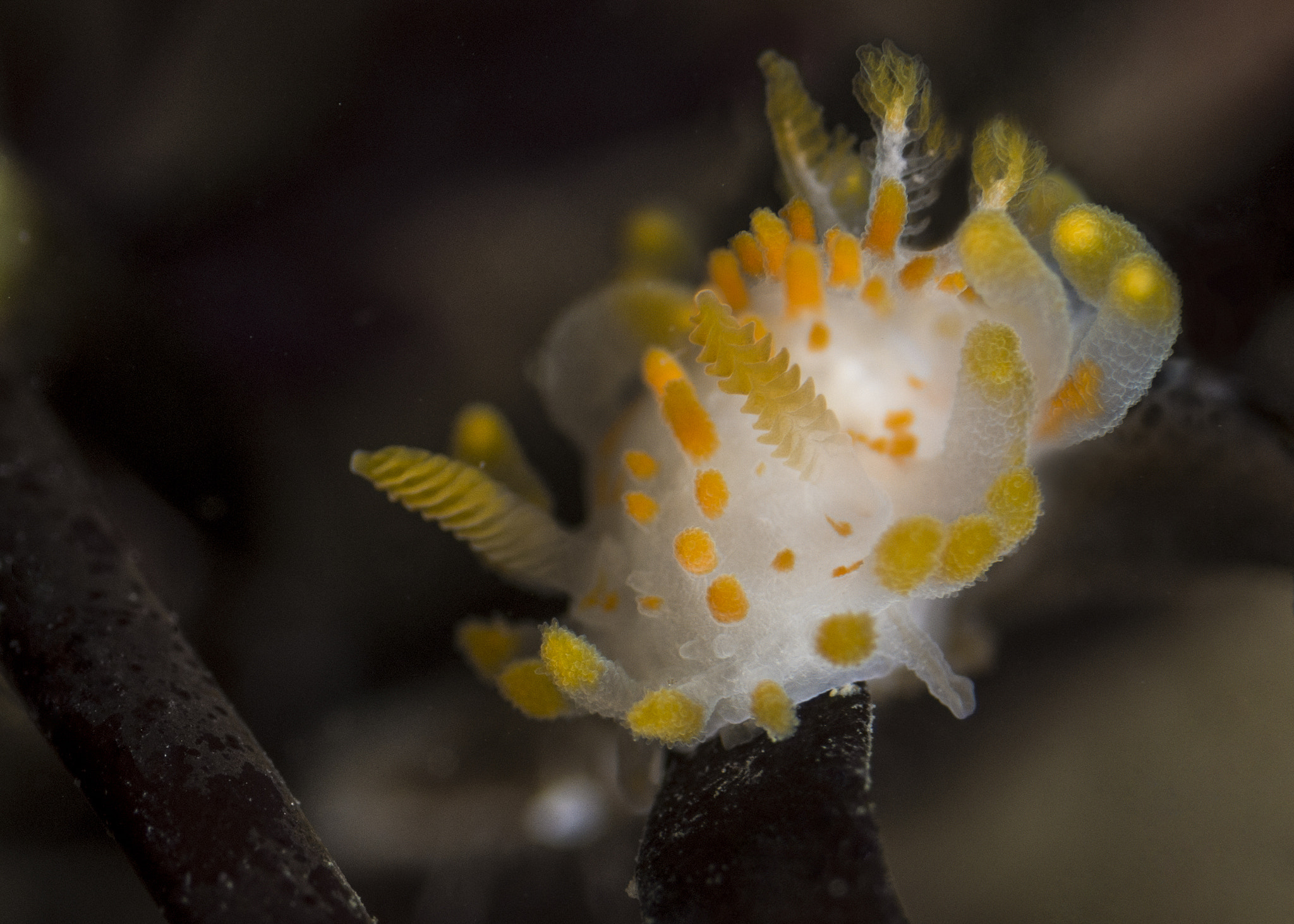 Nikon D7200 + Nikon AF Micro-Nikkor 60mm F2.8D sample photo. Orange-clubbed nudibranch photography