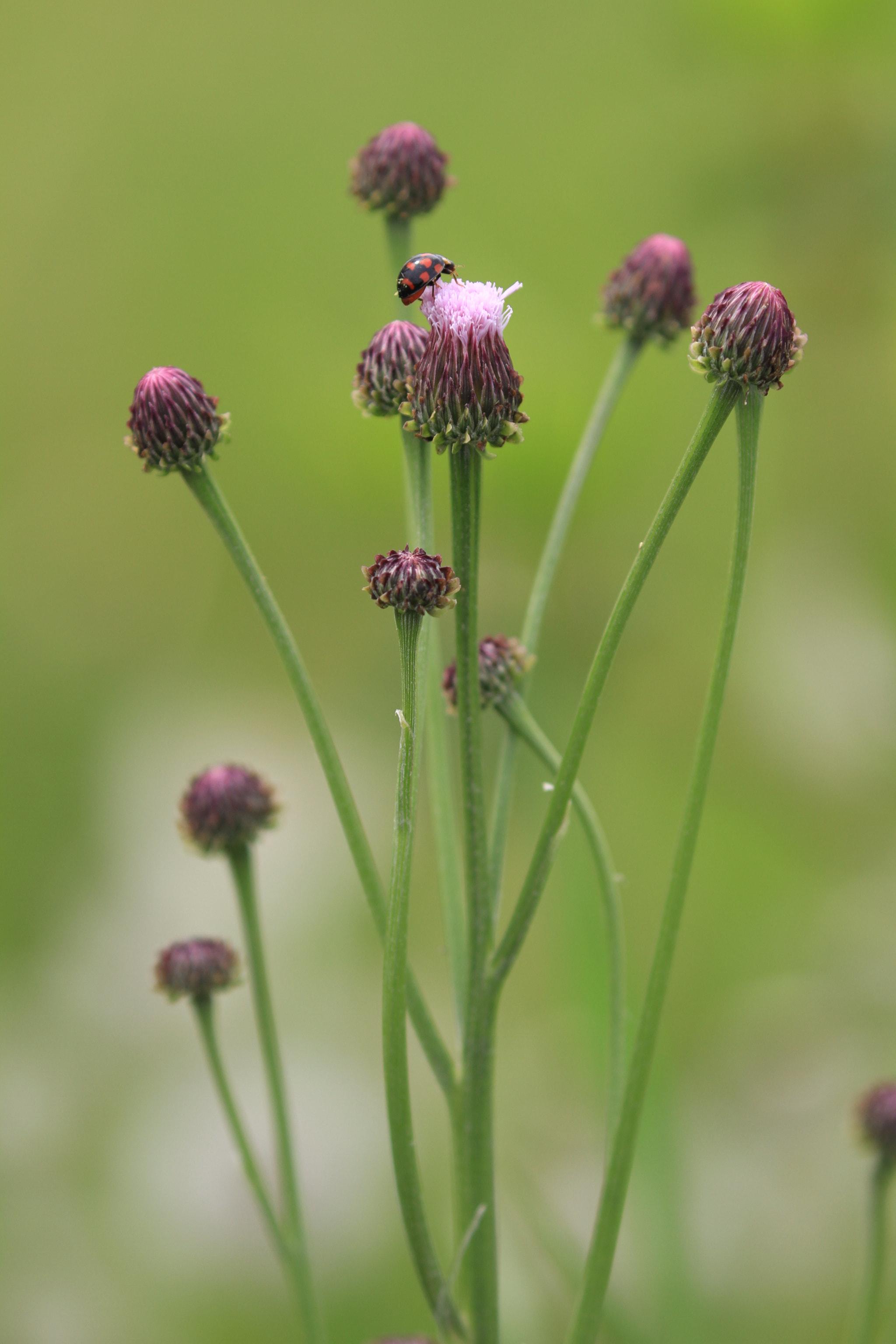 Canon EF 100-400mm F4.5-5.6L IS II USM sample photo. アザミ photography