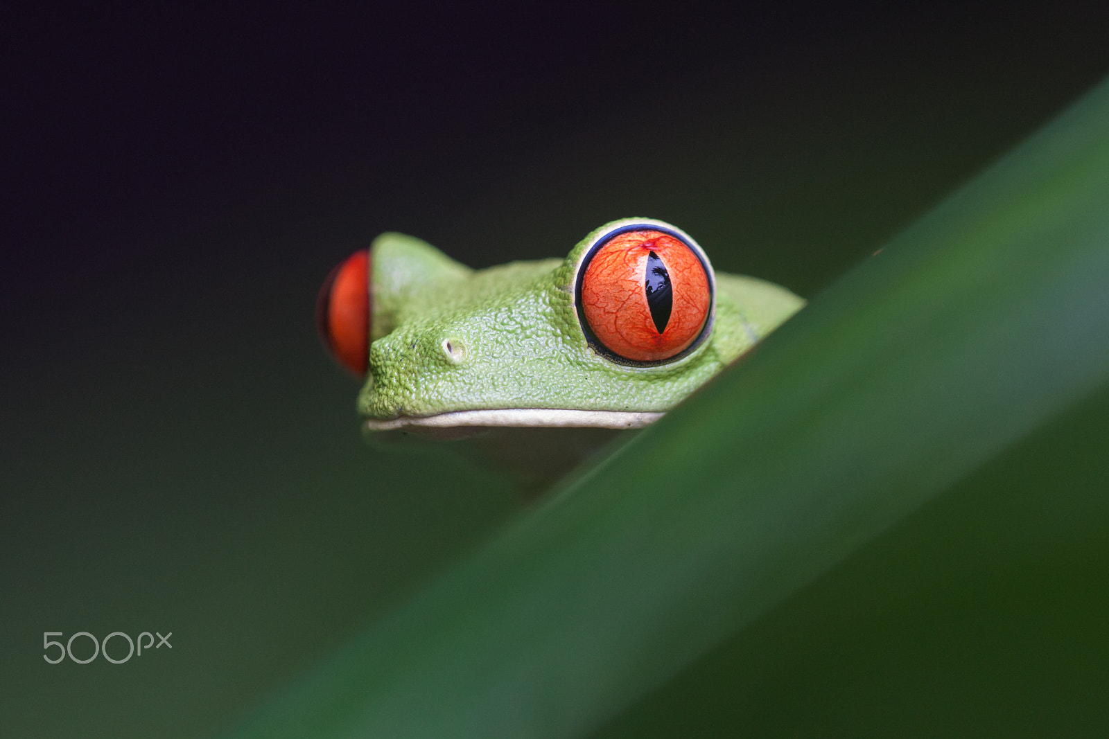 Canon EOS 50D + Sigma APO Macro 150mm f/2.8 EX DG HSM sample photo. Red eyed tree frog photography