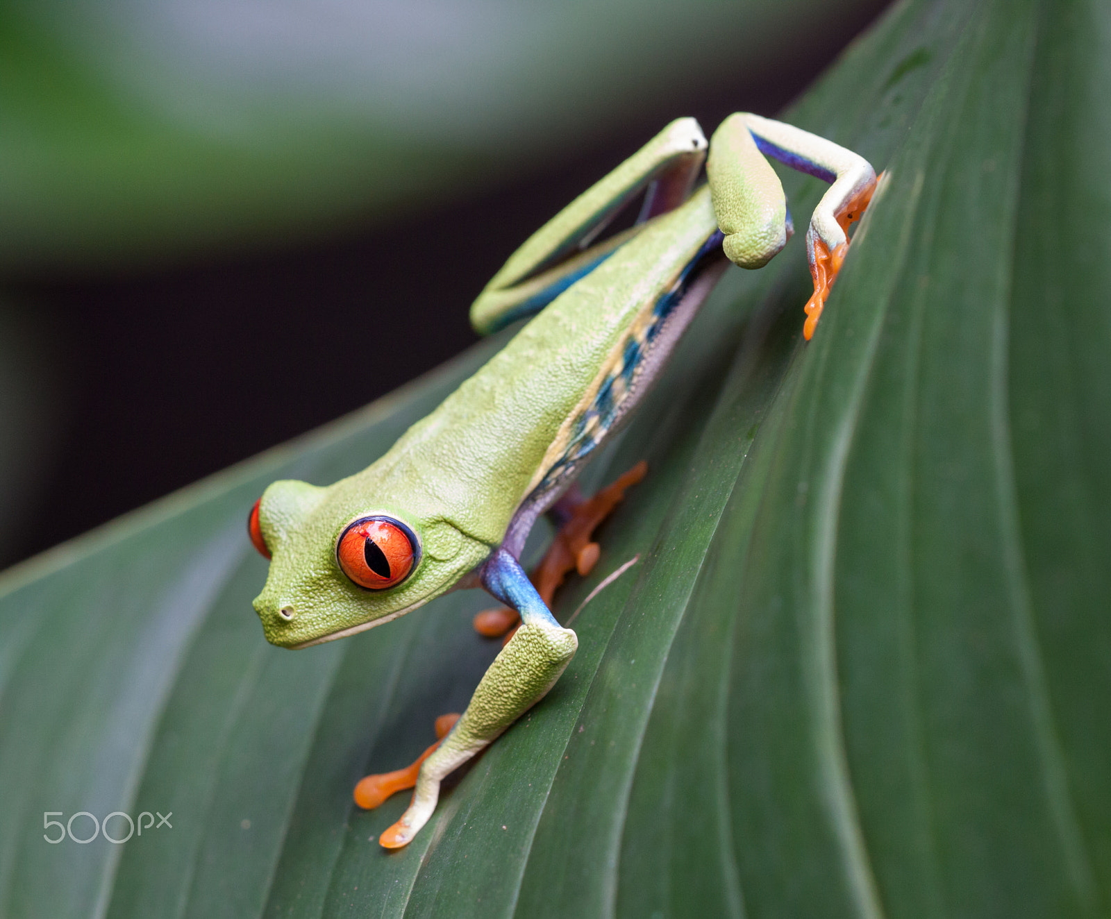 Canon EOS 50D + Sigma APO Macro 150mm f/2.8 EX DG HSM sample photo. Red eyed tree frog photography