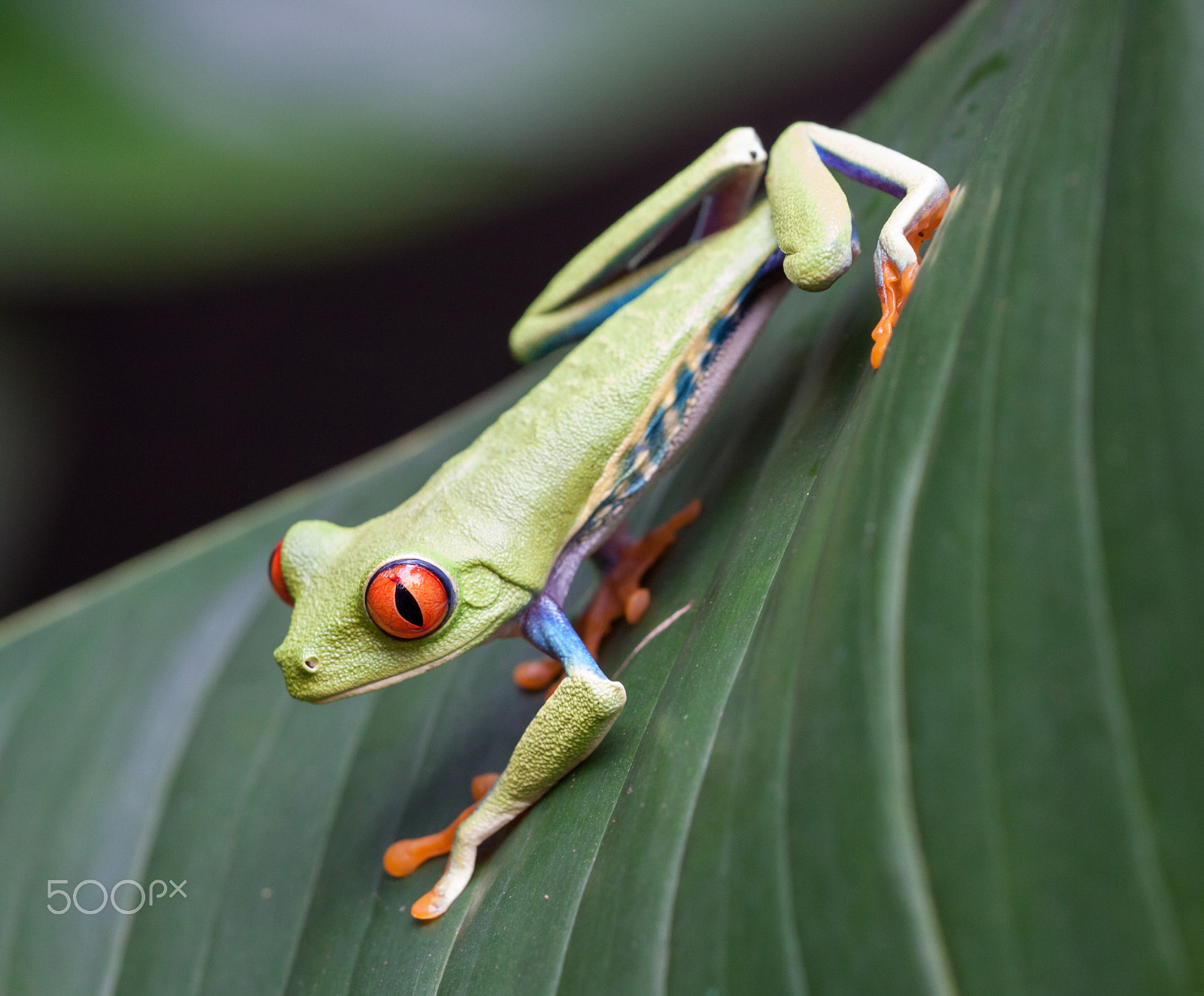Sigma APO Macro 150mm f/2.8 EX DG HSM sample photo. Red eyed tree frog photography