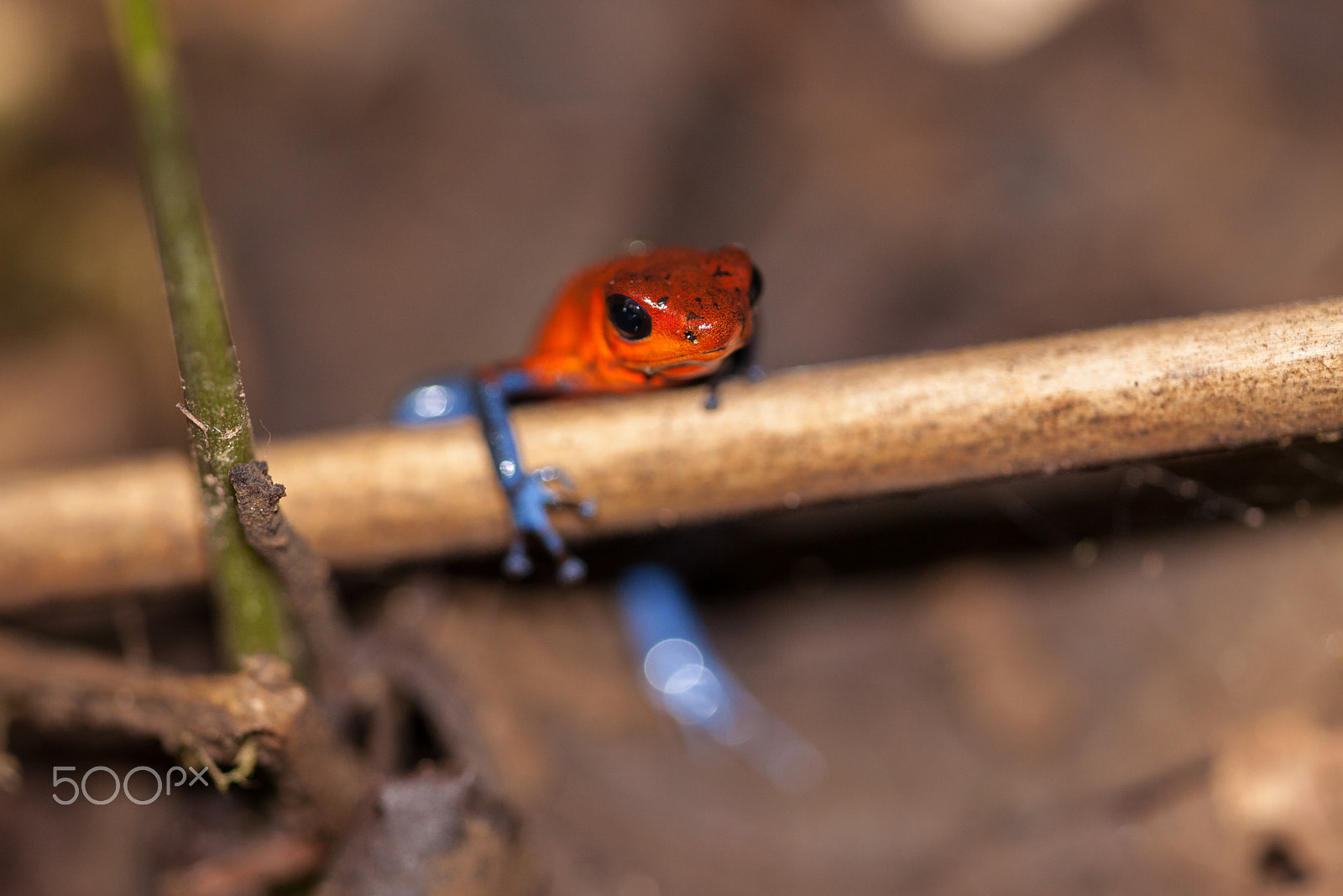 Sigma APO Macro 150mm f/2.8 EX DG HSM sample photo. Strawbery poison dart frog photography