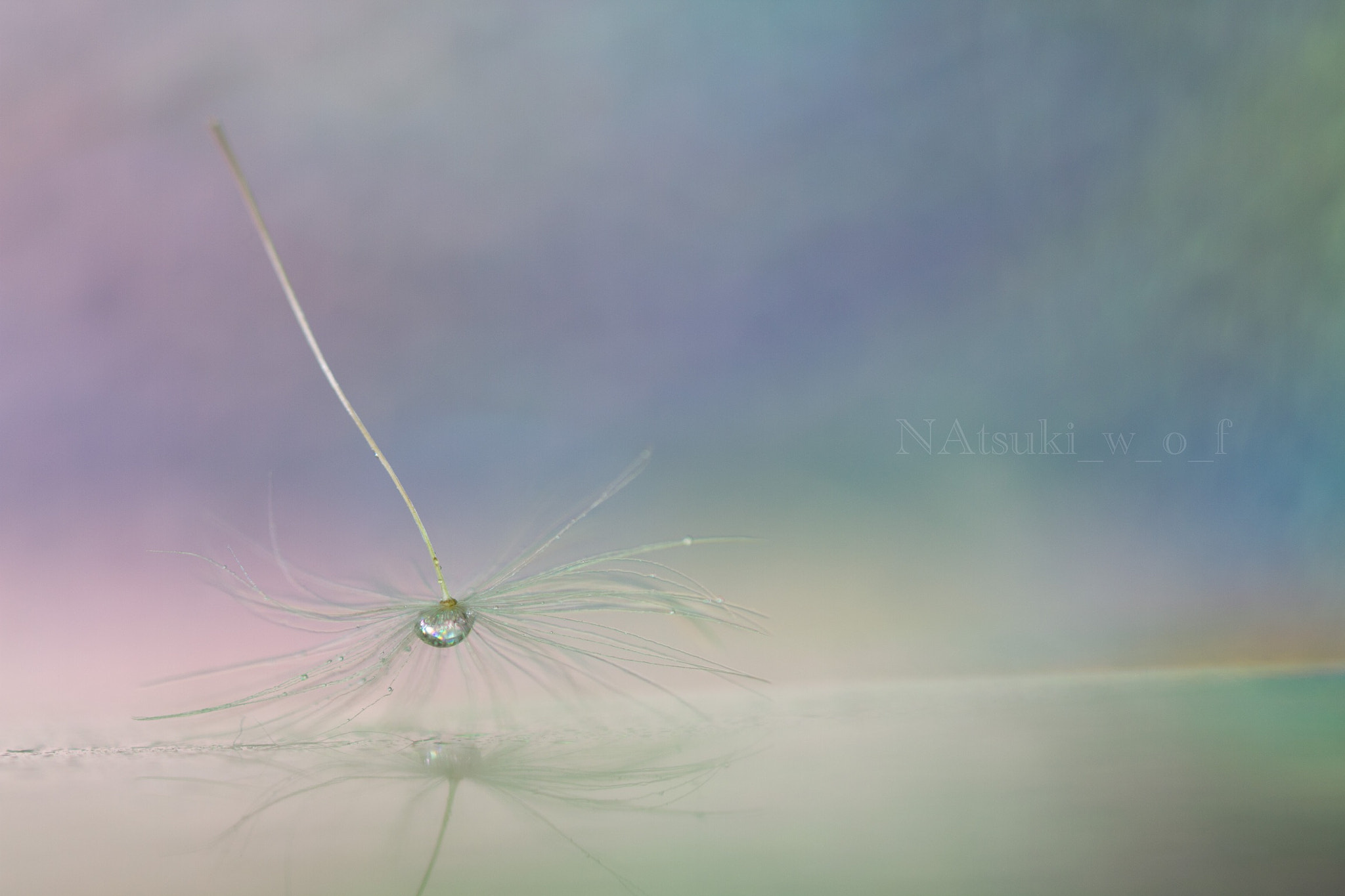 Tamron SP AF 180mm F3.5 Di LD (IF) Macro sample photo. Fantasy world photography