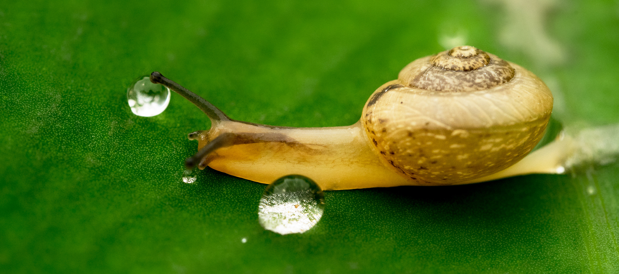Panasonic Lumix DMC-GM1 sample photo. Snail photography