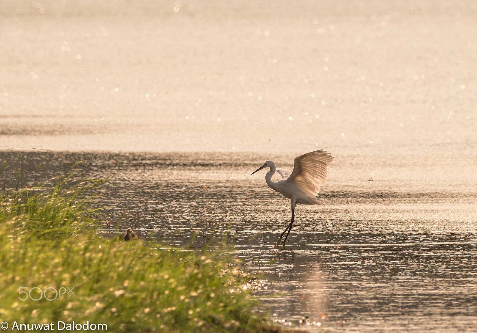 Olympus OM-D E-M5 II + M.300mm F4.0 + MC-14 sample photo. Egret landing in a marsh photography