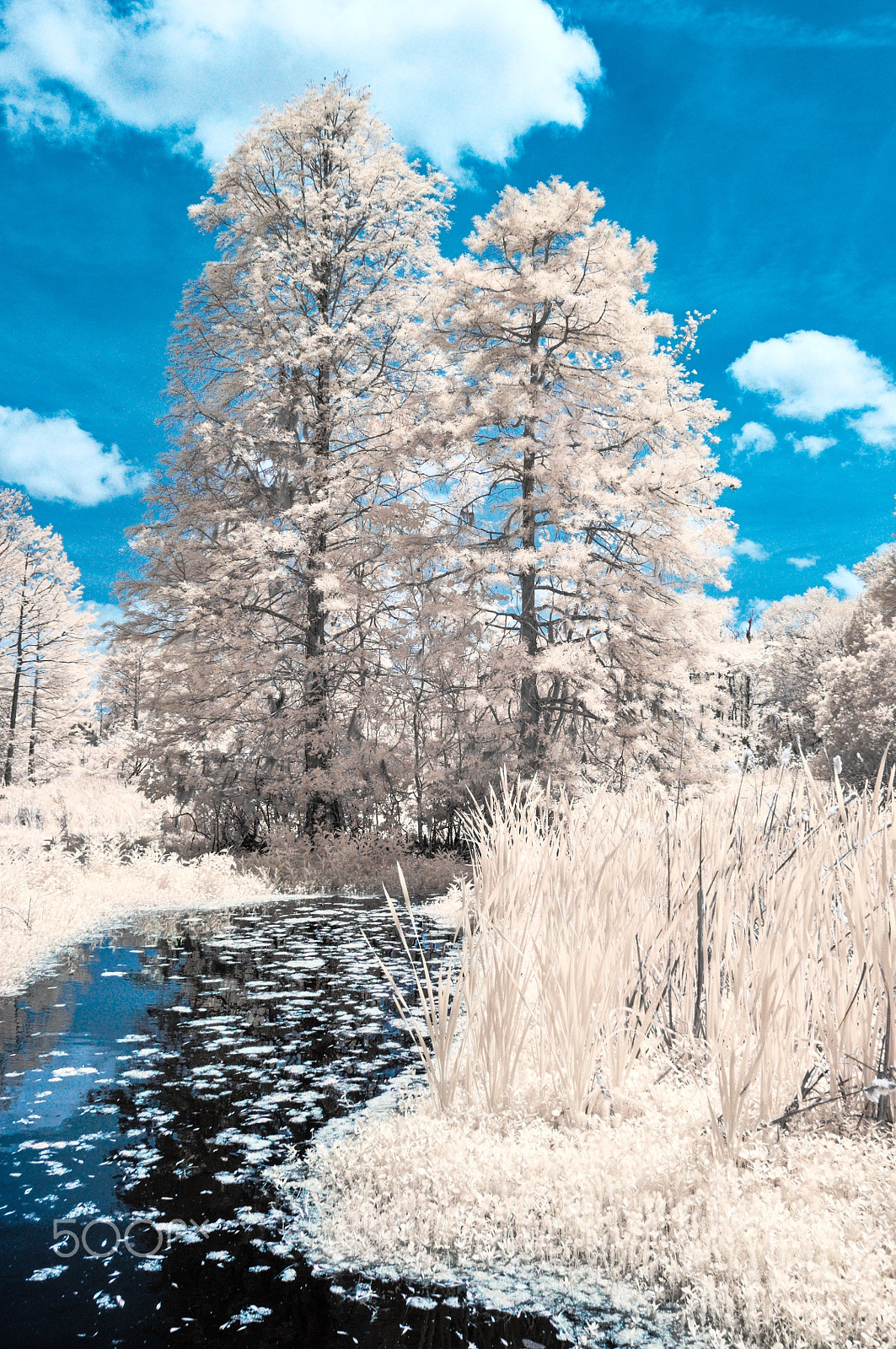 Nikon D300S sample photo. Swamp sentinels photography