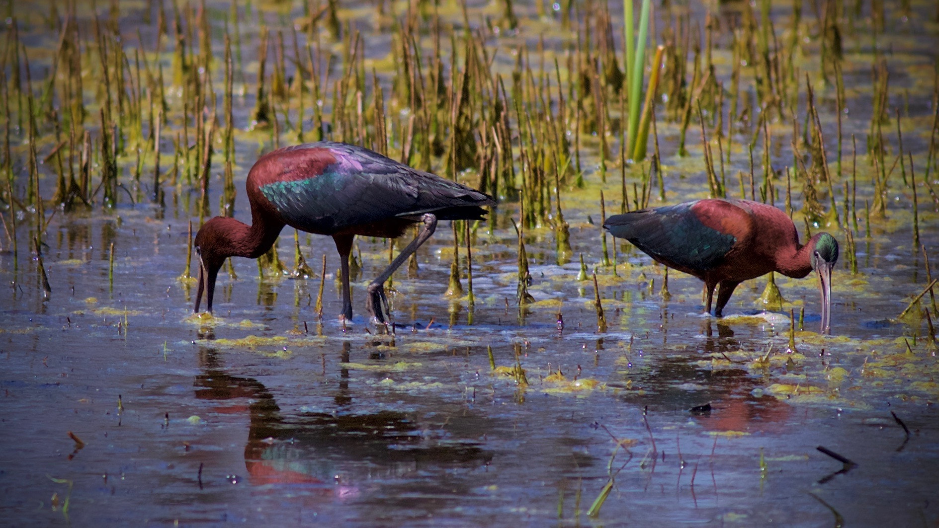 Canon EOS 6D + Canon EF 400mm F5.6L USM sample photo. Glossy ibis in portland, maine photography