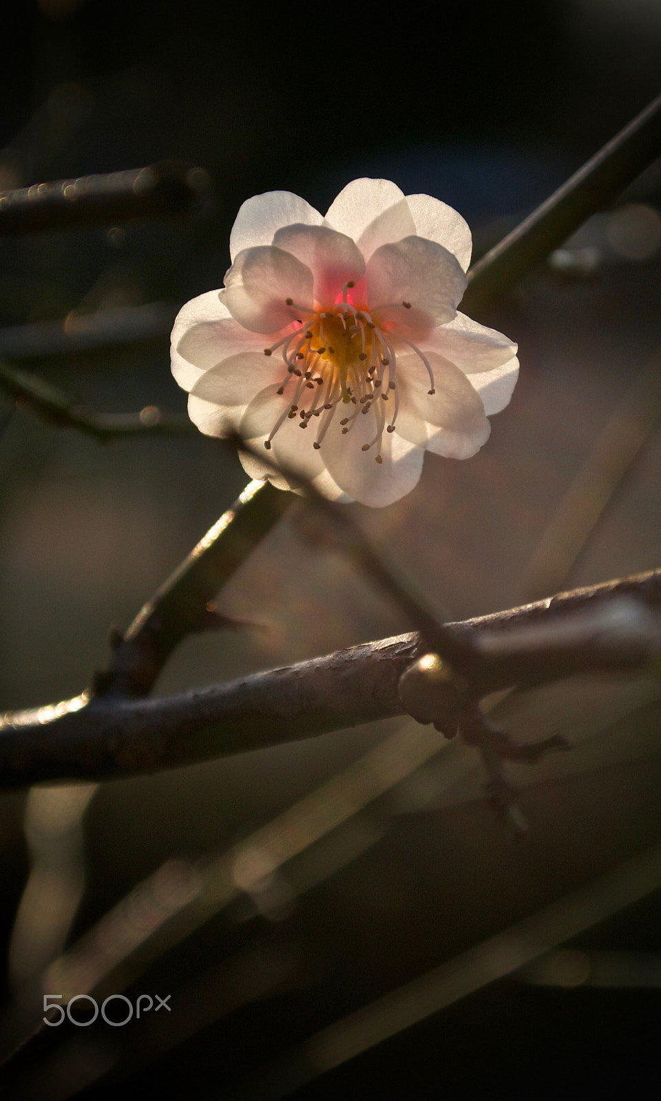 Nikon 1 J2 sample photo. Plum blossom photography