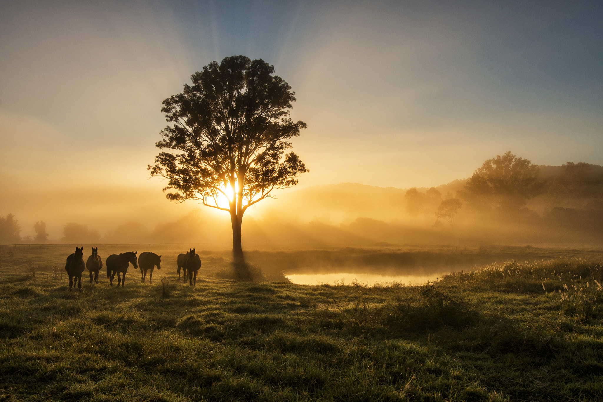 Nikon D610 + Sigma 18-35mm F1.8 DC HSM Art sample photo. Country foggy sunrise photography