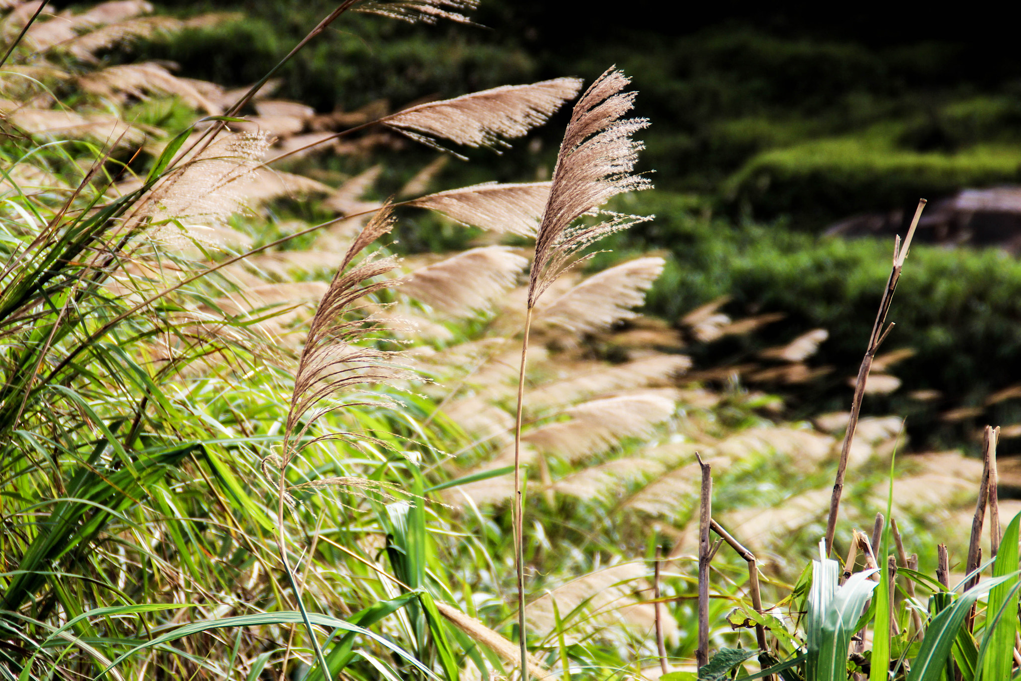Canon EOS 600D (Rebel EOS T3i / EOS Kiss X5) sample photo. …… photography