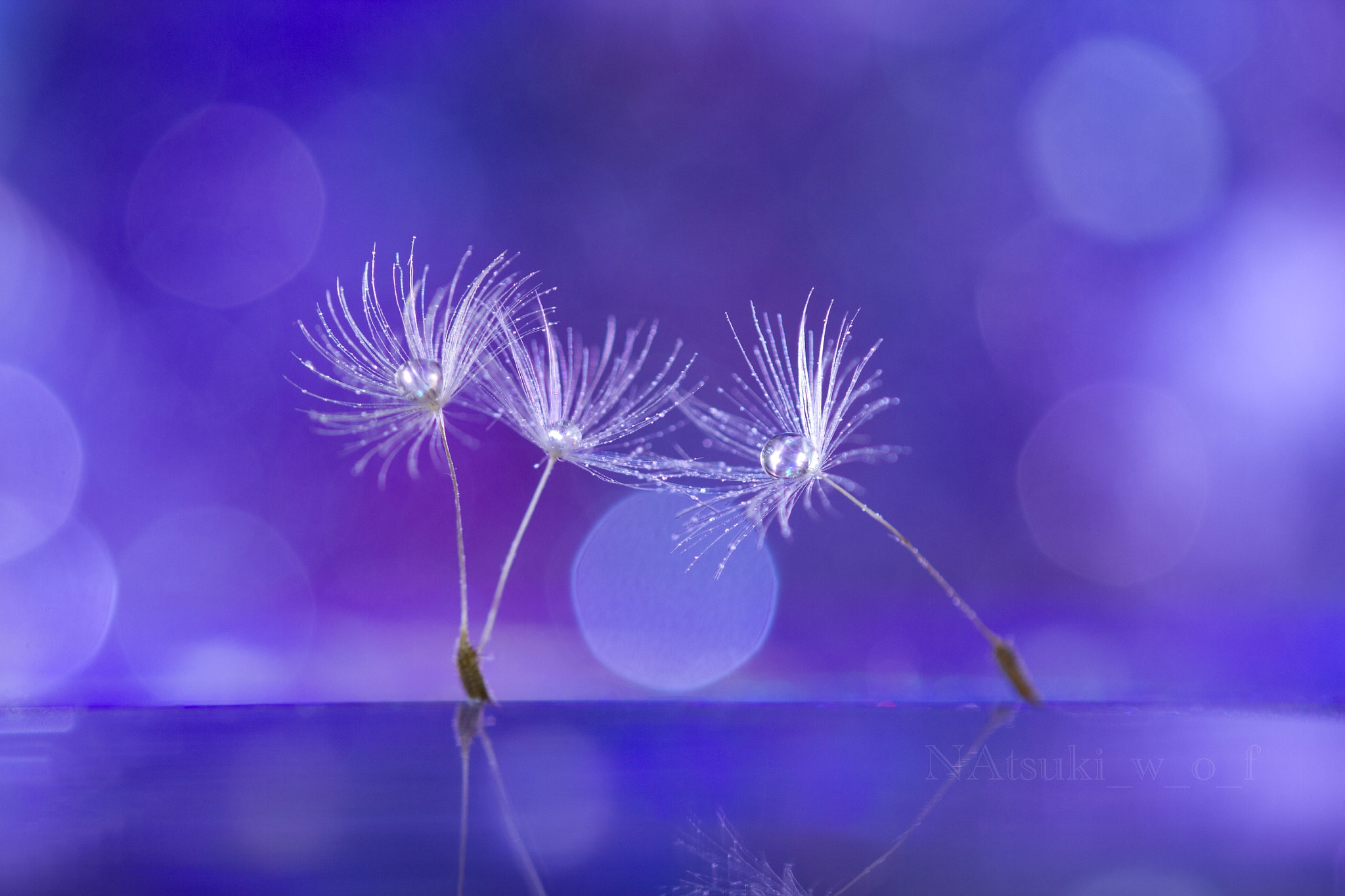 Tamron SP AF 180mm F3.5 Di LD (IF) Macro sample photo. Fantasy world photography