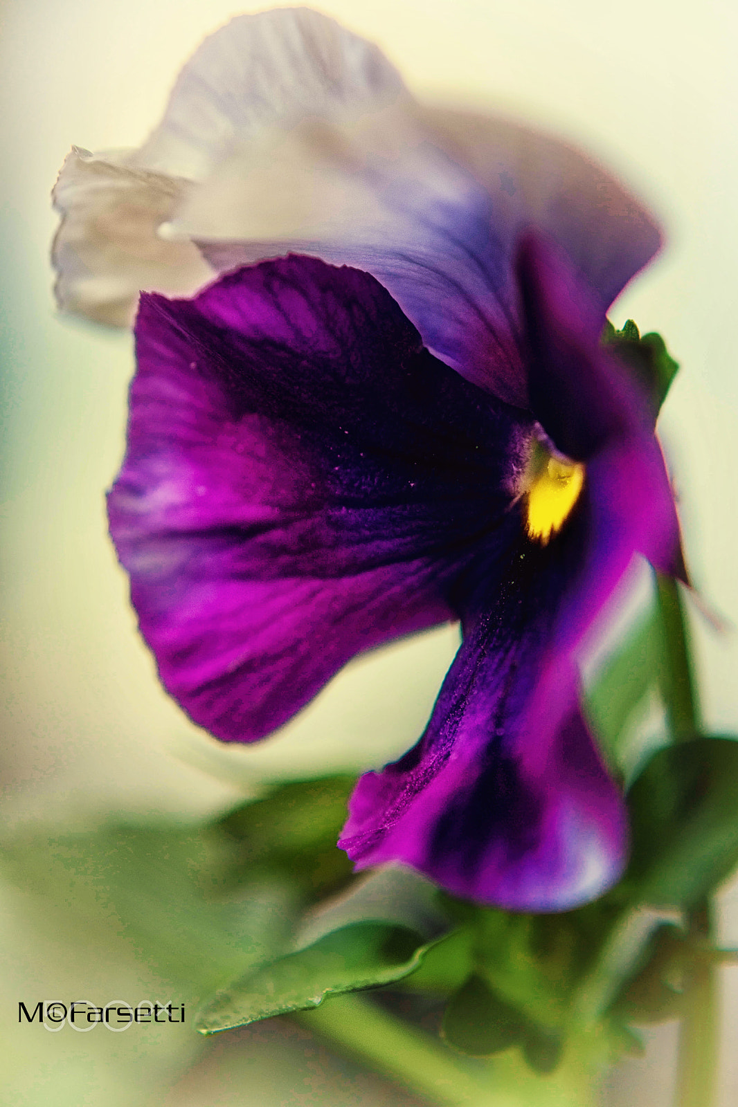 Sigma 30mm F1.4 EX DC HSM sample photo. Simply love-in-idleness... photography