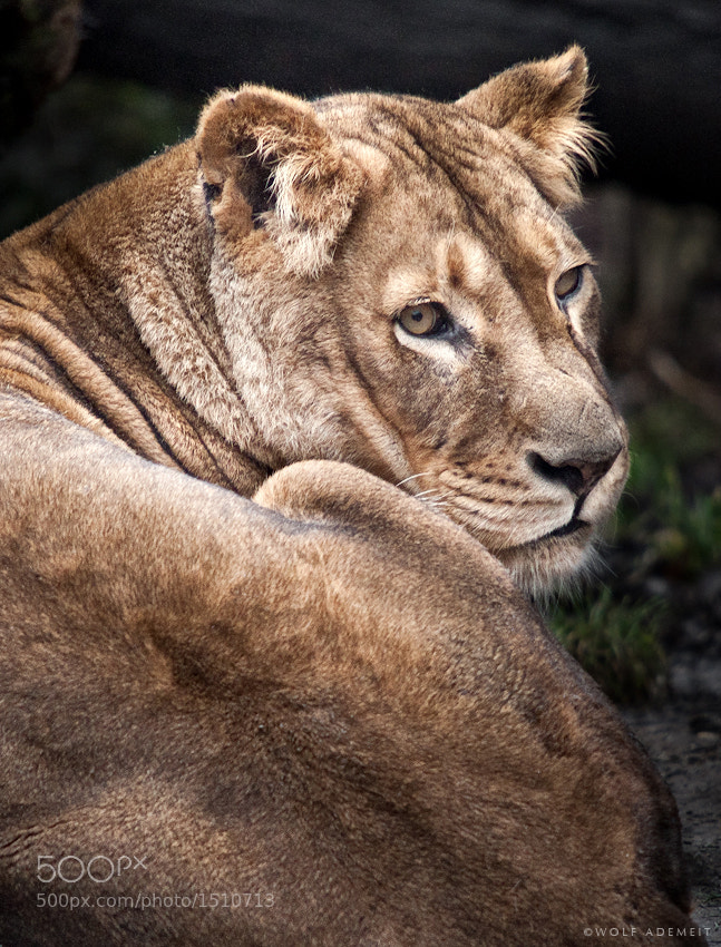 20 lioness