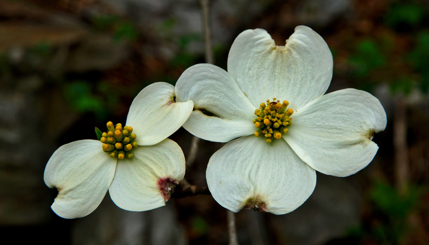 24-105mm F4 G SSM OSS sample photo. We can't all be perfect. photography
