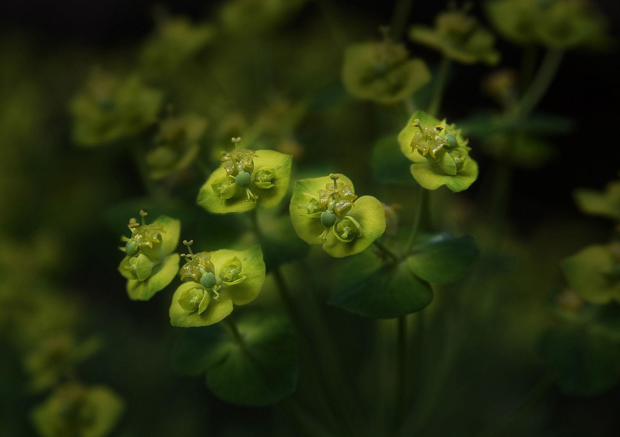 AF Zoom-Nikkor 28-105mm f/3.5-4.5D IF sample photo. In the limelight photography