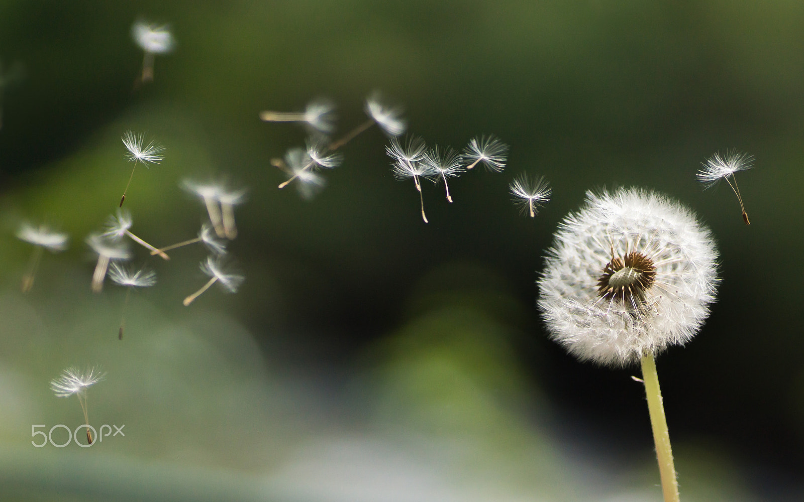 Sony SLT-A77 + Minolta AF 100mm F2.8 Macro [New] sample photo. Pusteblume photography