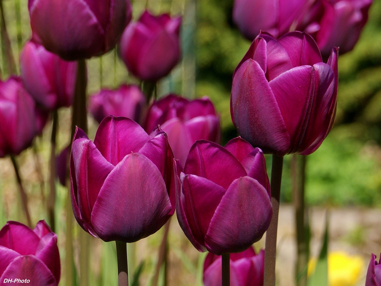 Sony Alpha DSLR-A300 + Tamron AF 28-105mm F4-5.6 [IF] sample photo. Remarkable colored tulips photography