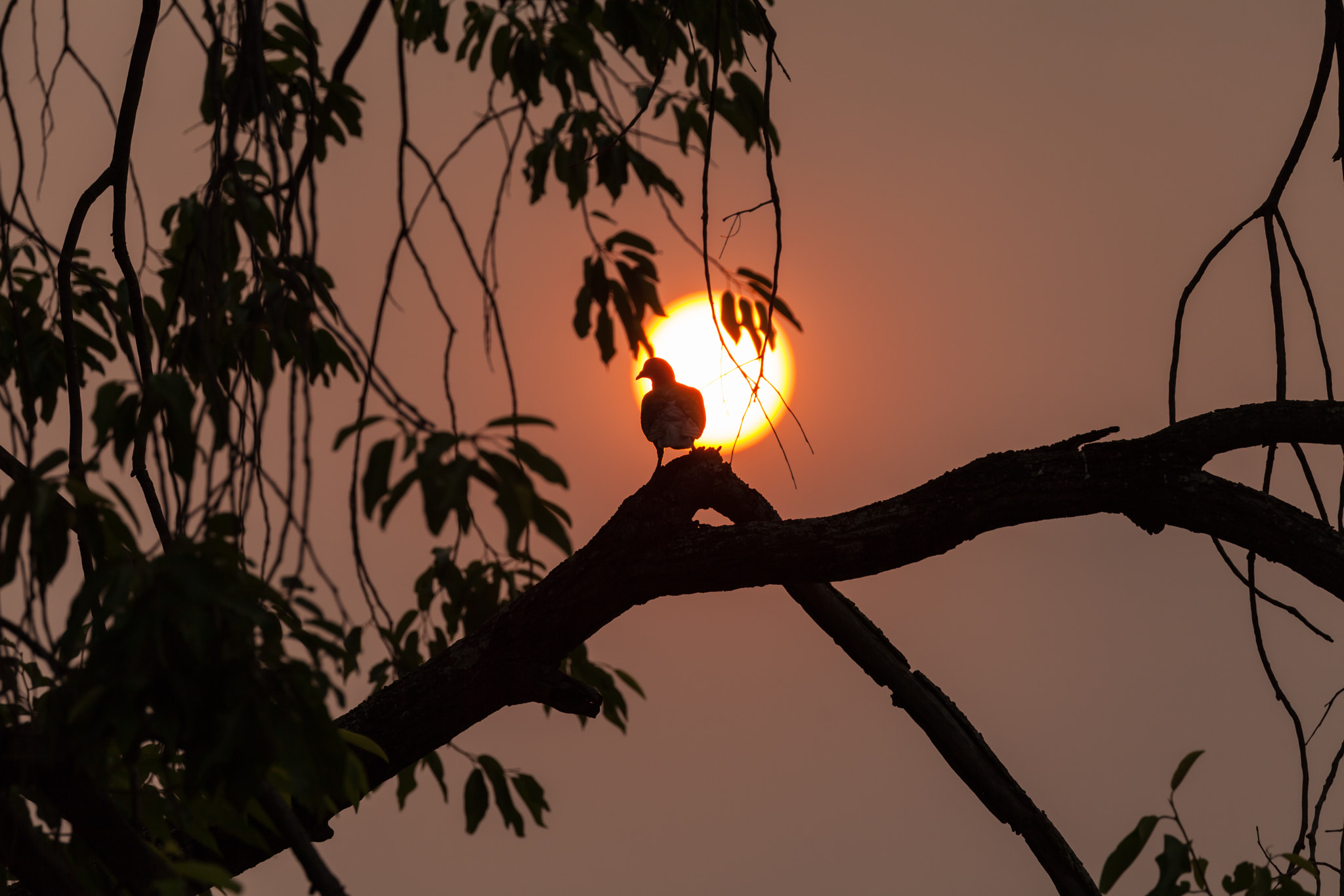 Canon EF 100-400mm F4.5-5.6L IS II USM sample photo. Sun birds and tree silhouette photography