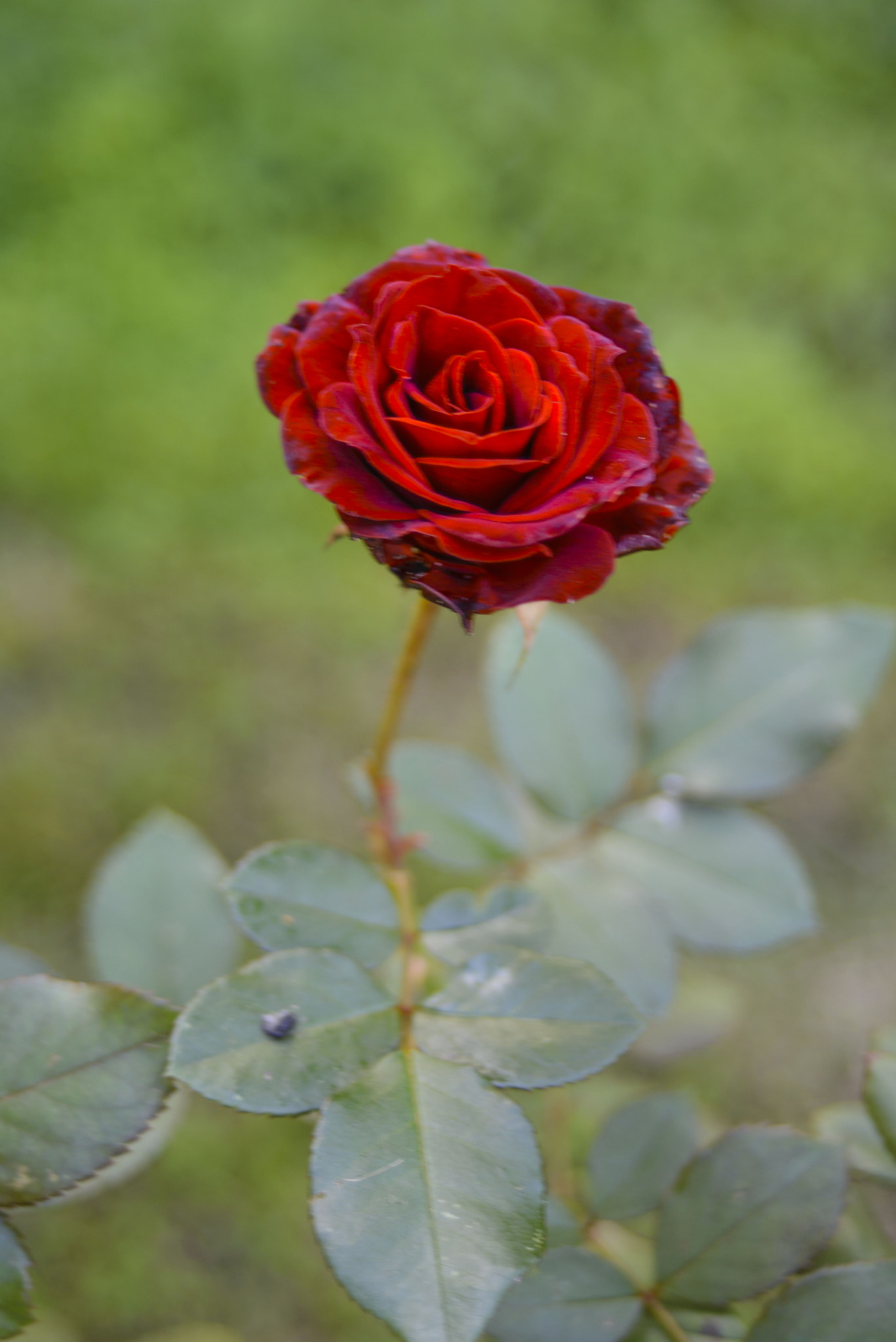 AF Zoom-Nikkor 35-70mm f/3.3-4.5 sample photo. Redds photography