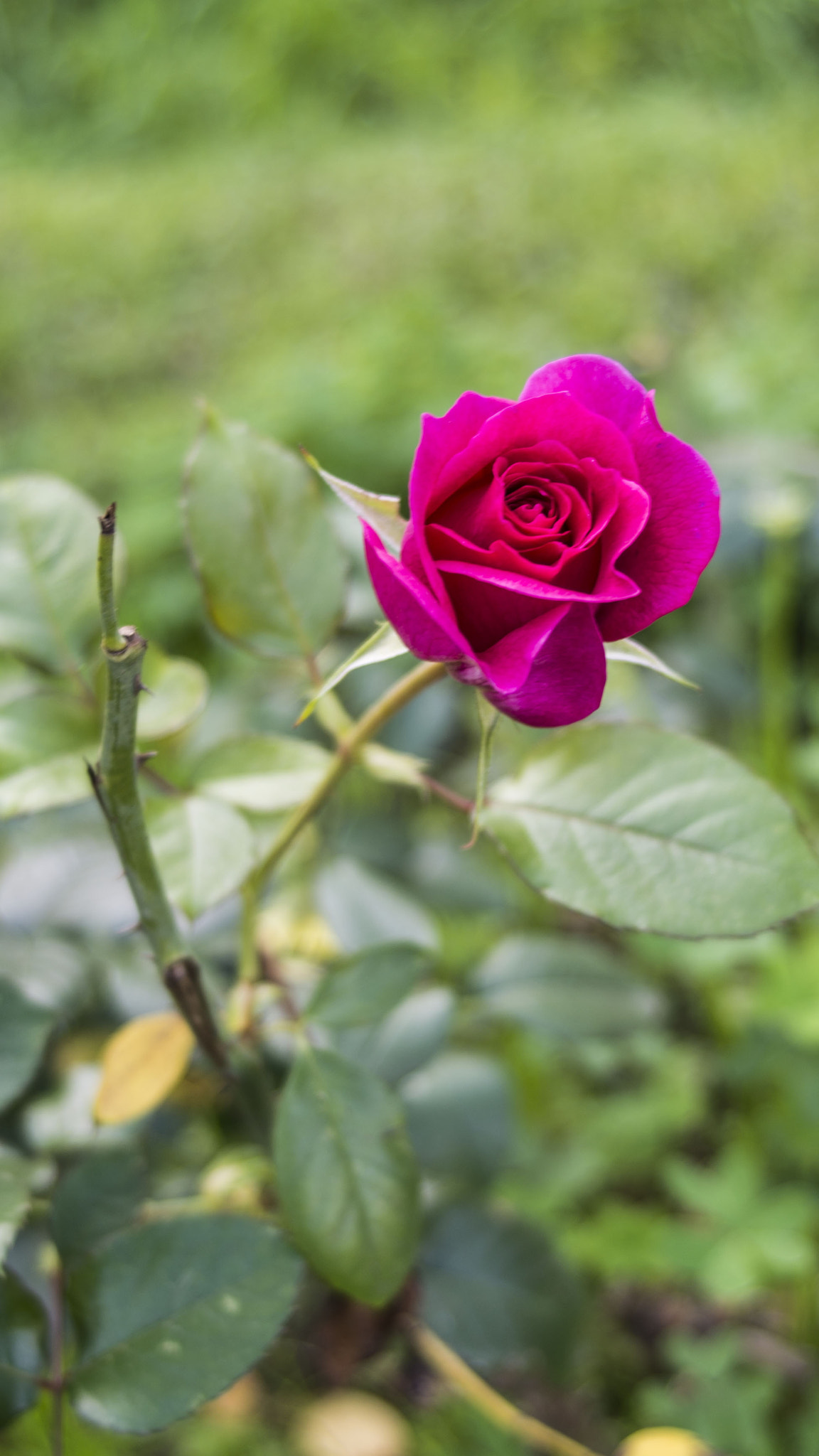 AF Zoom-Nikkor 35-70mm f/3.3-4.5 sample photo. Flower pink 2 photography