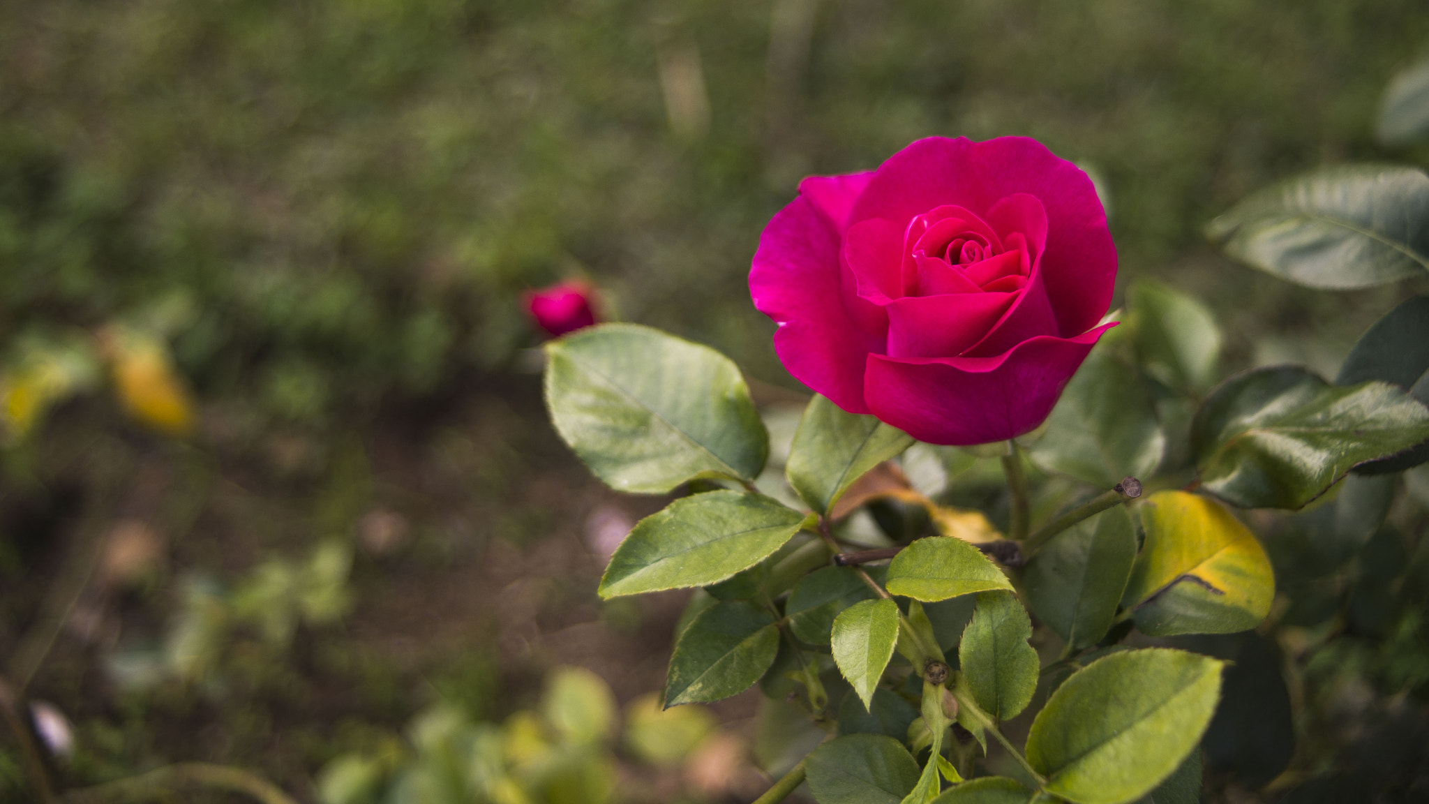 AF Zoom-Nikkor 35-70mm f/3.3-4.5 sample photo. Flower pink 2 photography