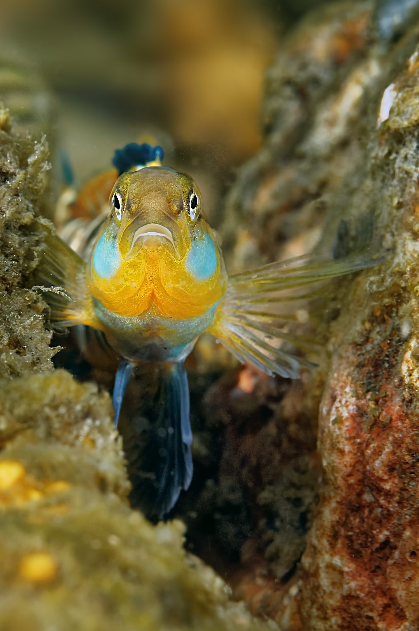 Nikon D300 + Nikon AF Micro-Nikkor 60mm F2.8D sample photo. Rainbow darter photography
